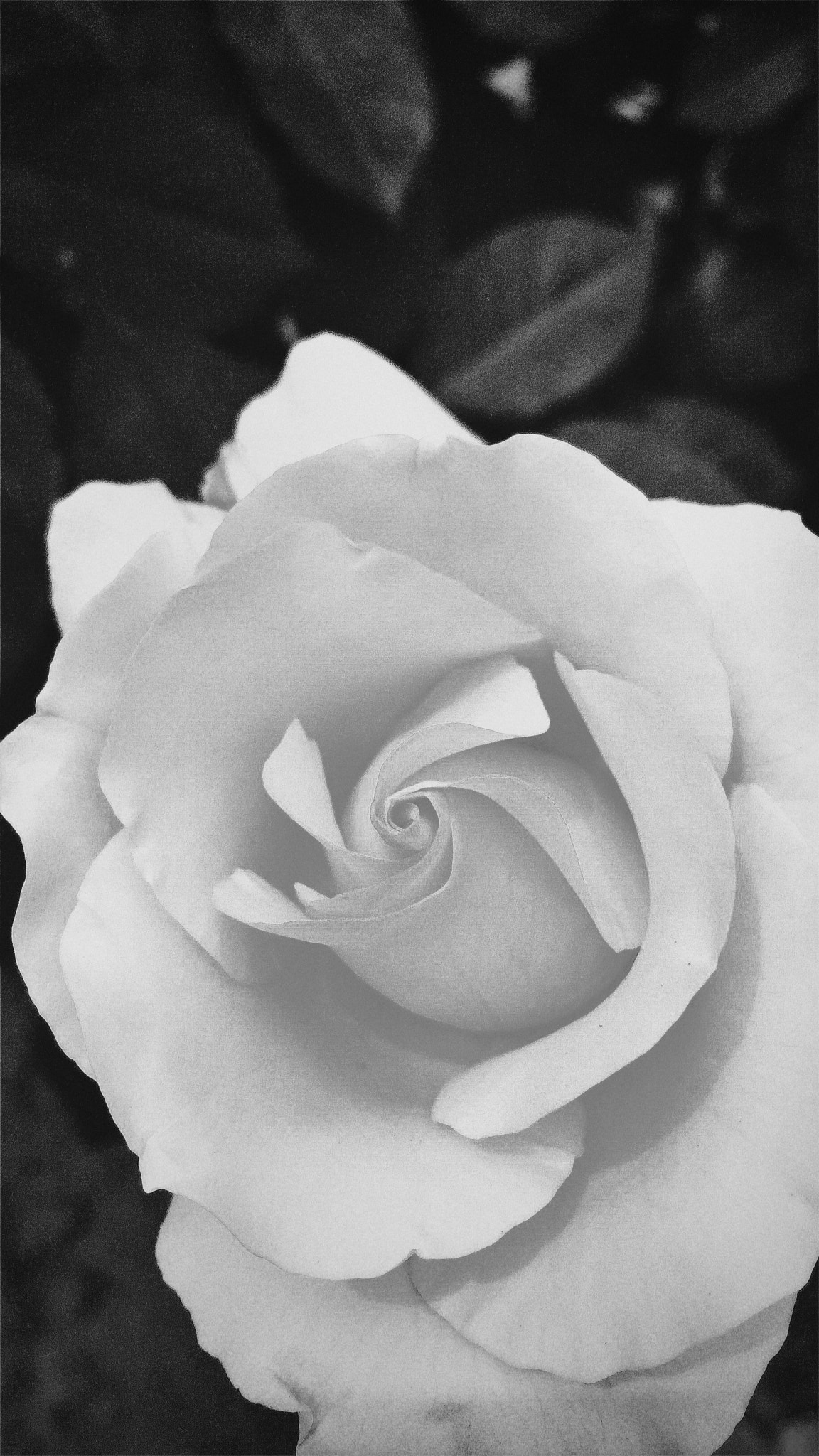 Hipstamatic 313 sample photo. Flower，no.1 photography