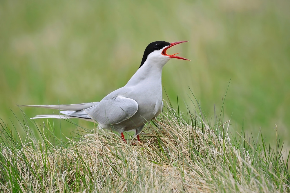 Nikon D90 + Nikon AF-S Nikkor 300mm F4D ED-IF sample photo. Arctic tern (sterna paradisaea) | kría photography
