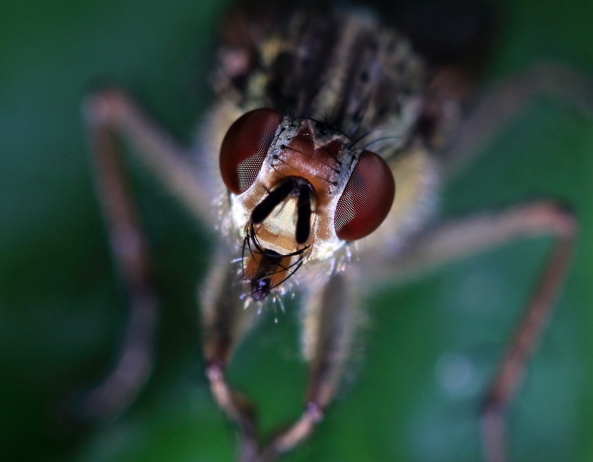 Canon EF 100mm F2.8 Macro USM sample photo. Fly photography