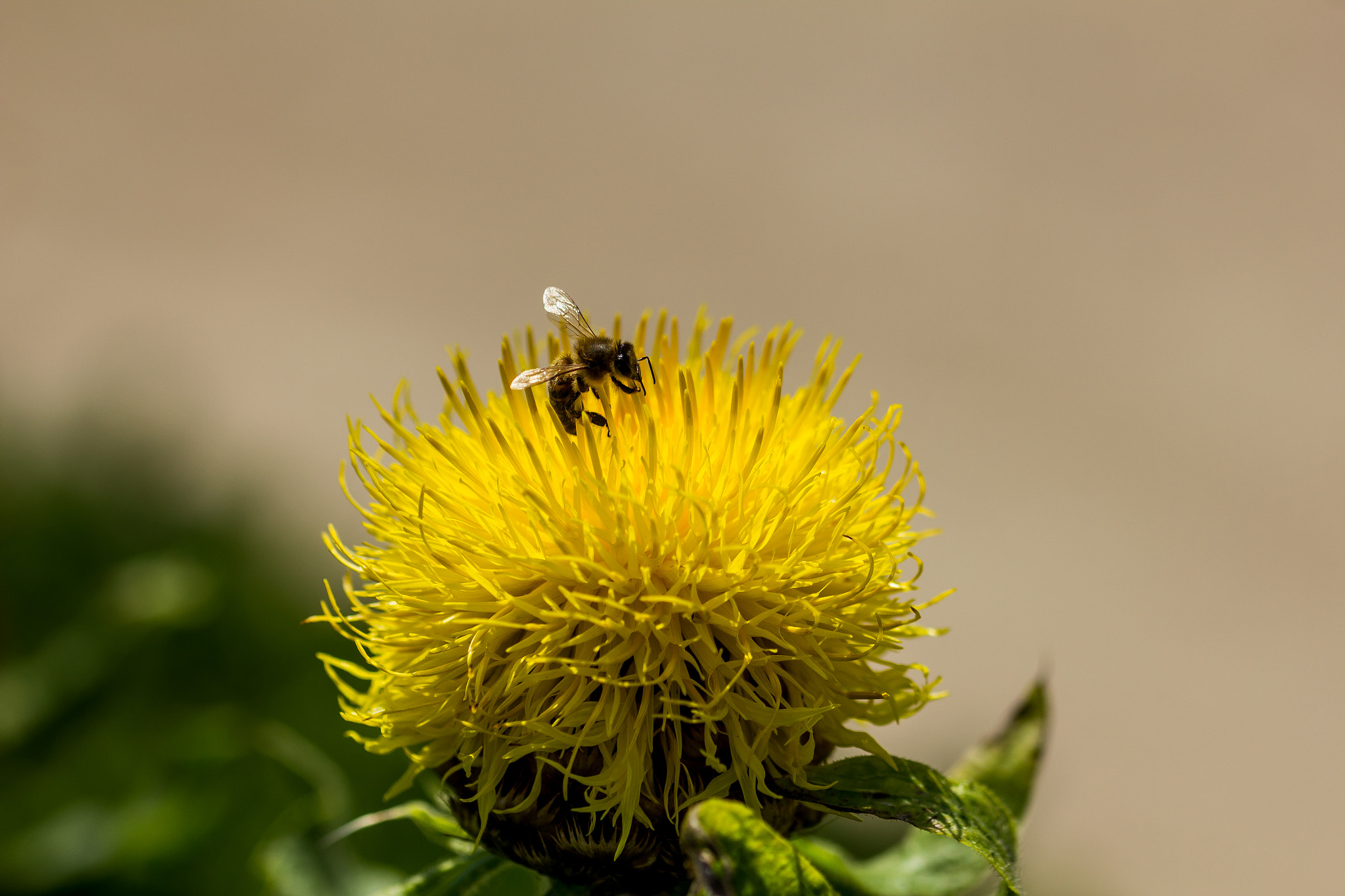 Sigma 105mm F2.8 EX DG OS HSM sample photo. Flower and bee photography