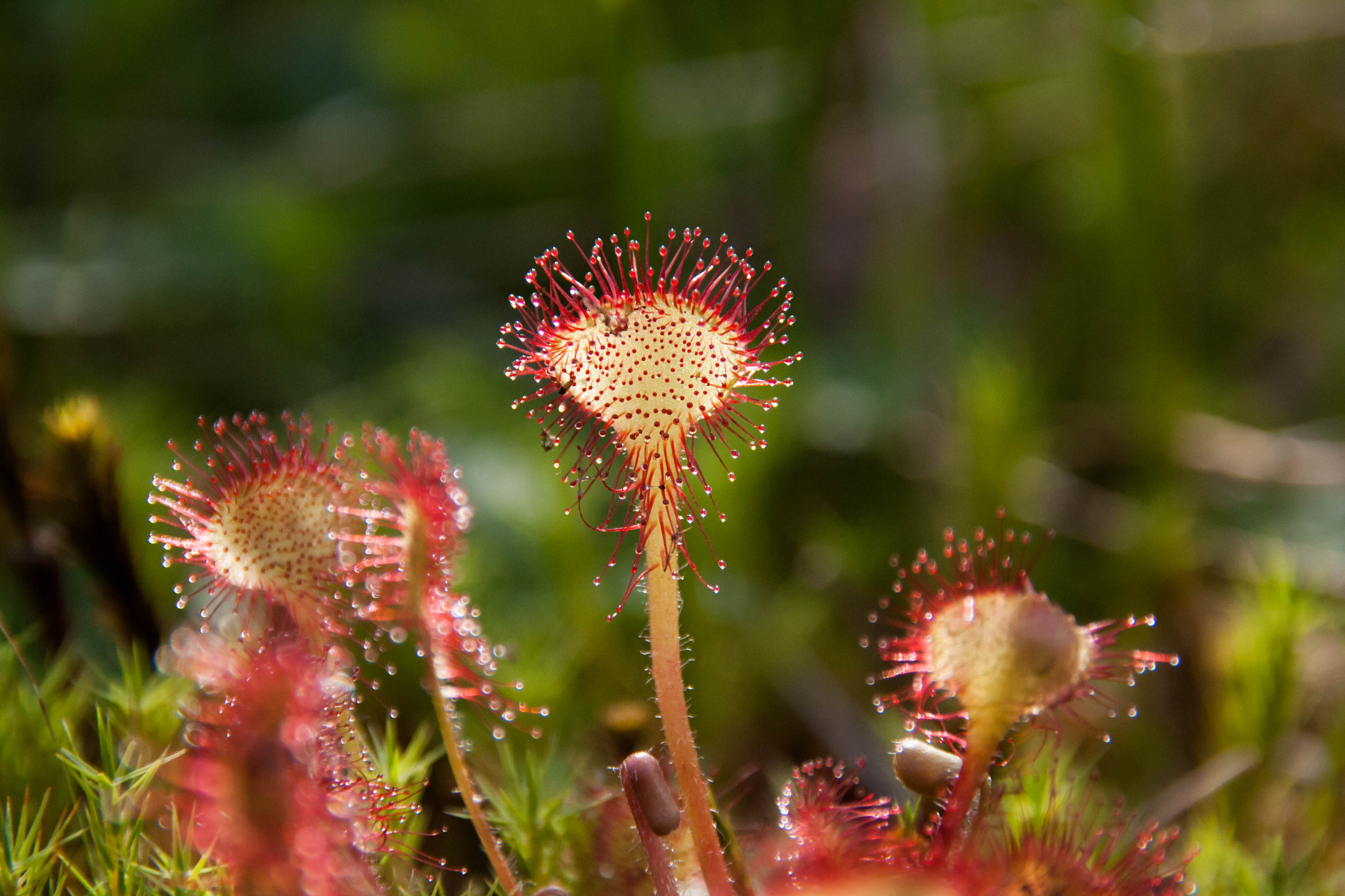 Sigma 18-200mm f/3.5-6.3 DC OS sample photo. Sundew ^^ photography