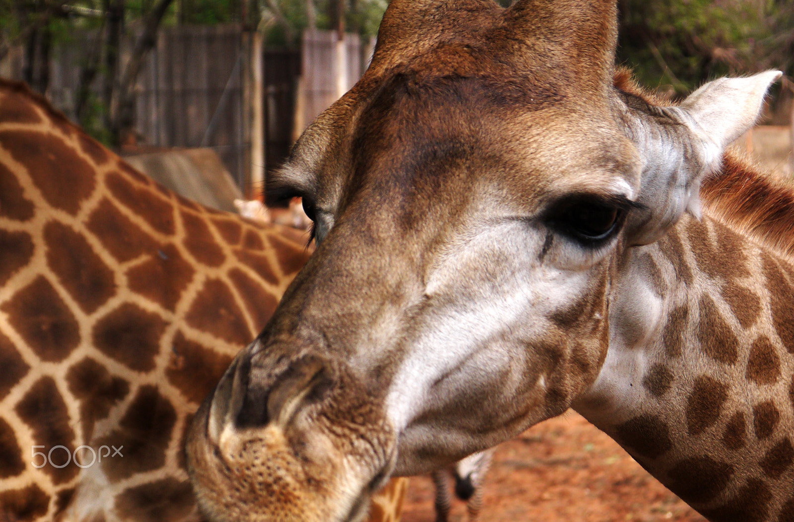 Panasonic Lumix DMC-GF2 sample photo. Giraffe photography