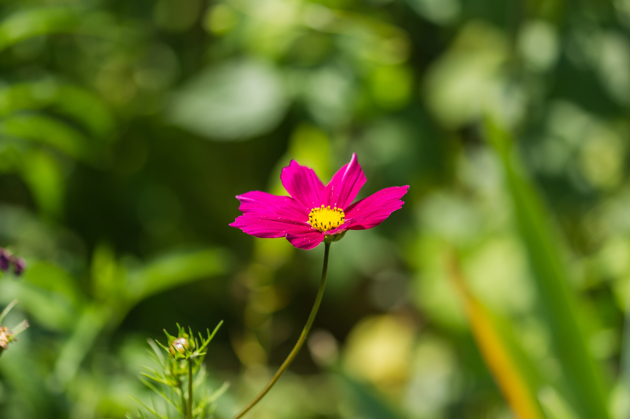 Sigma 105mm F2.8 EX DG OS HSM sample photo. Pink flower photography