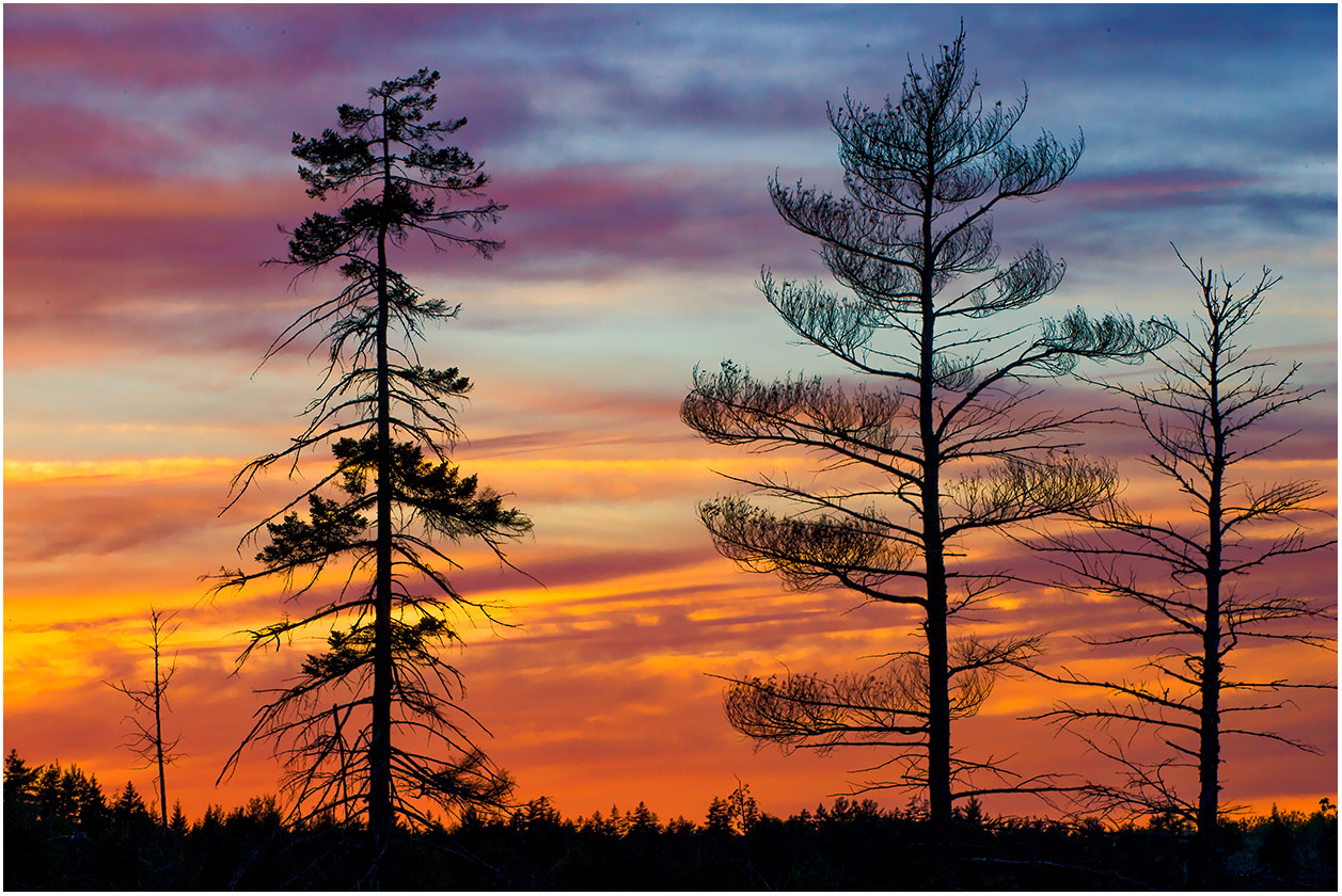 Canon EOS-1D Mark II sample photo. Sunset, acadia national park photography