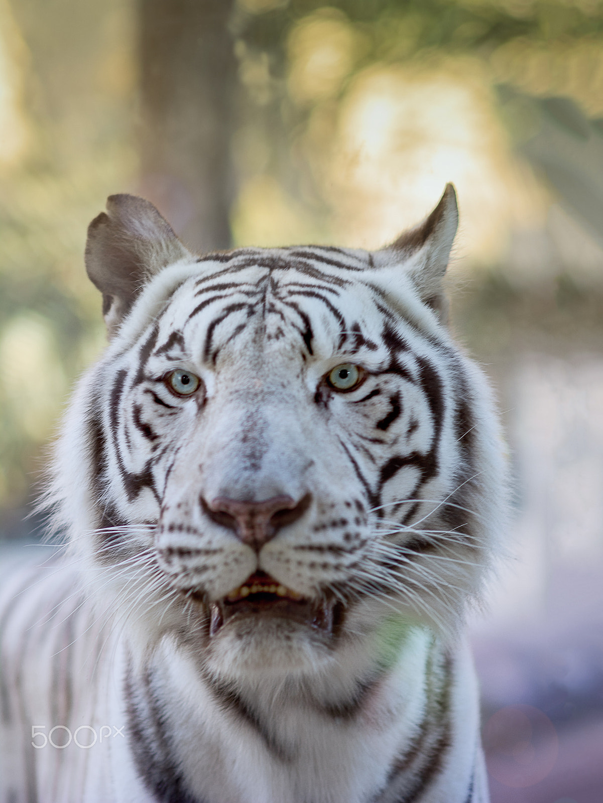 Nikon D7100 + Sigma 85mm F1.4 EX DG HSM sample photo. Tiger revisit photography