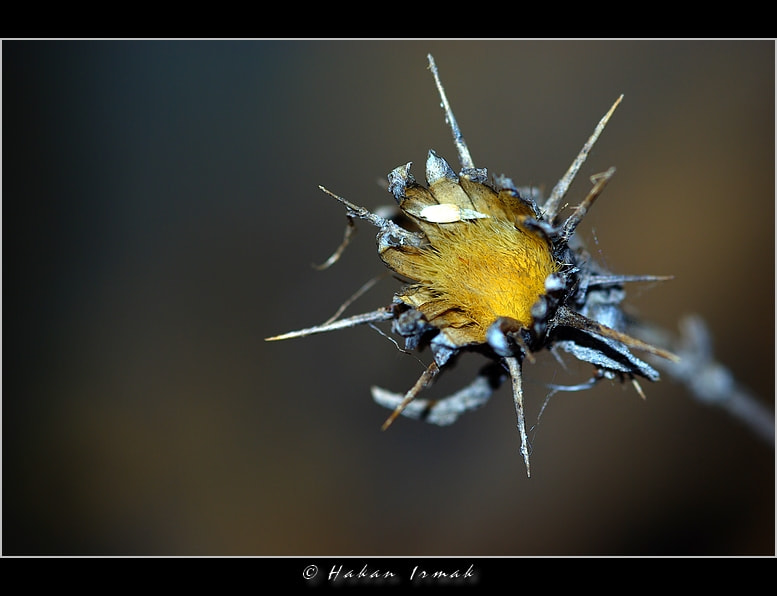 Pentax K10D + Sigma sample photo. Diken photography
