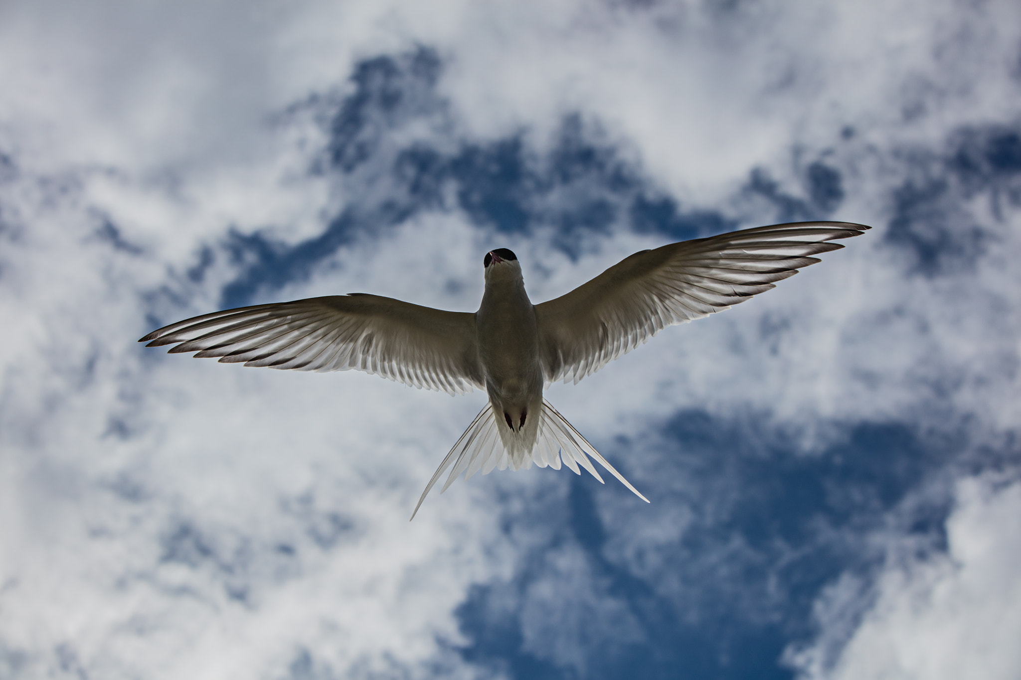 Canon EOS 5DS R + Canon EF 70-200mm F2.8L IS USM sample photo. Arctic tern photography