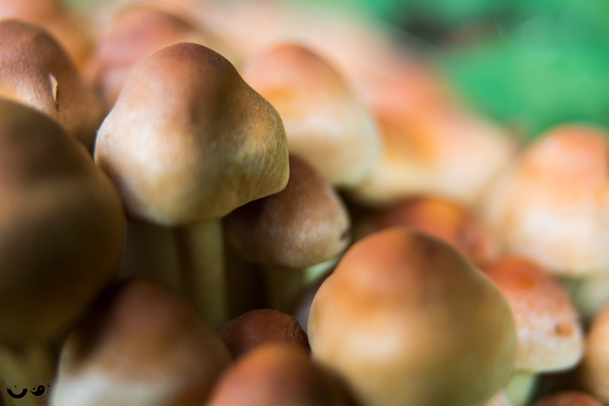 Sigma 24-60mm f/2.8 EX DG sample photo. Mushroom - no plant, no animal photography