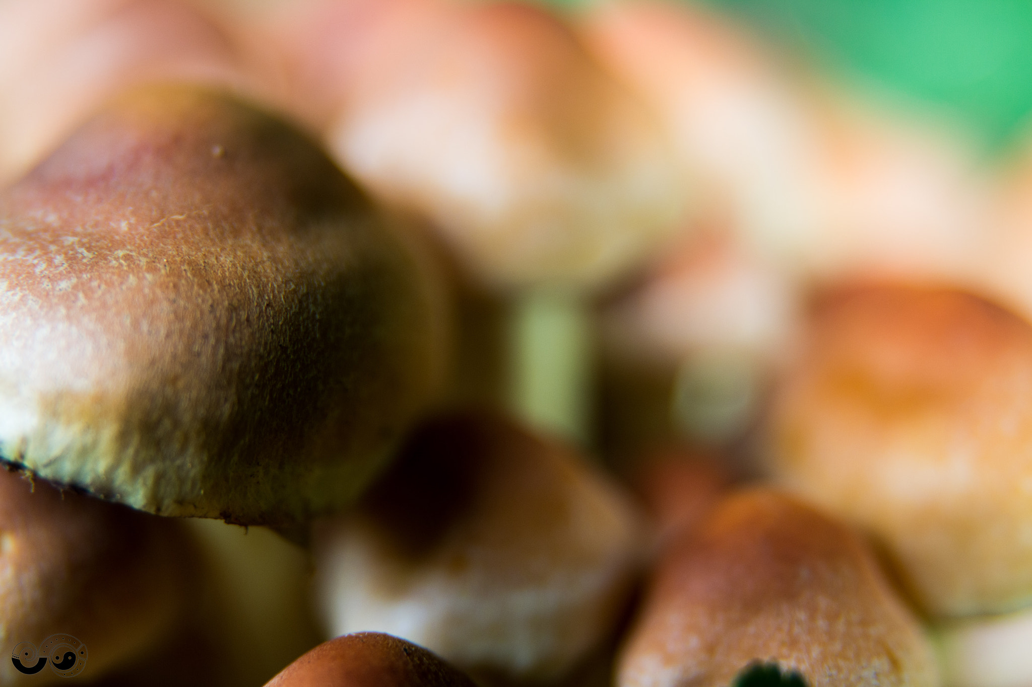 Canon EOS 70D sample photo. Mushroom - no plant, no animal photography