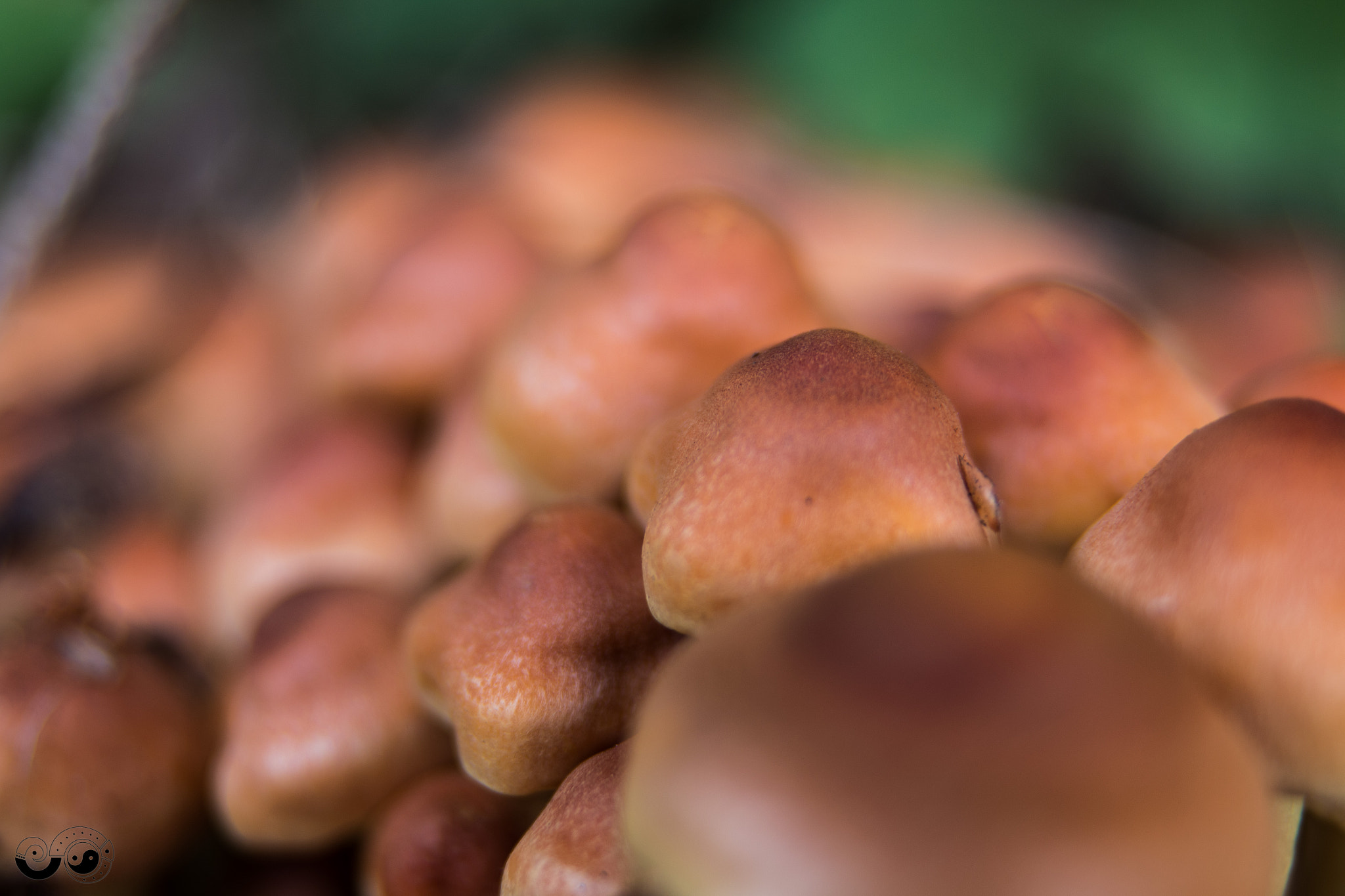 Canon EOS 70D sample photo. Mushroom - no plant, no animal photography