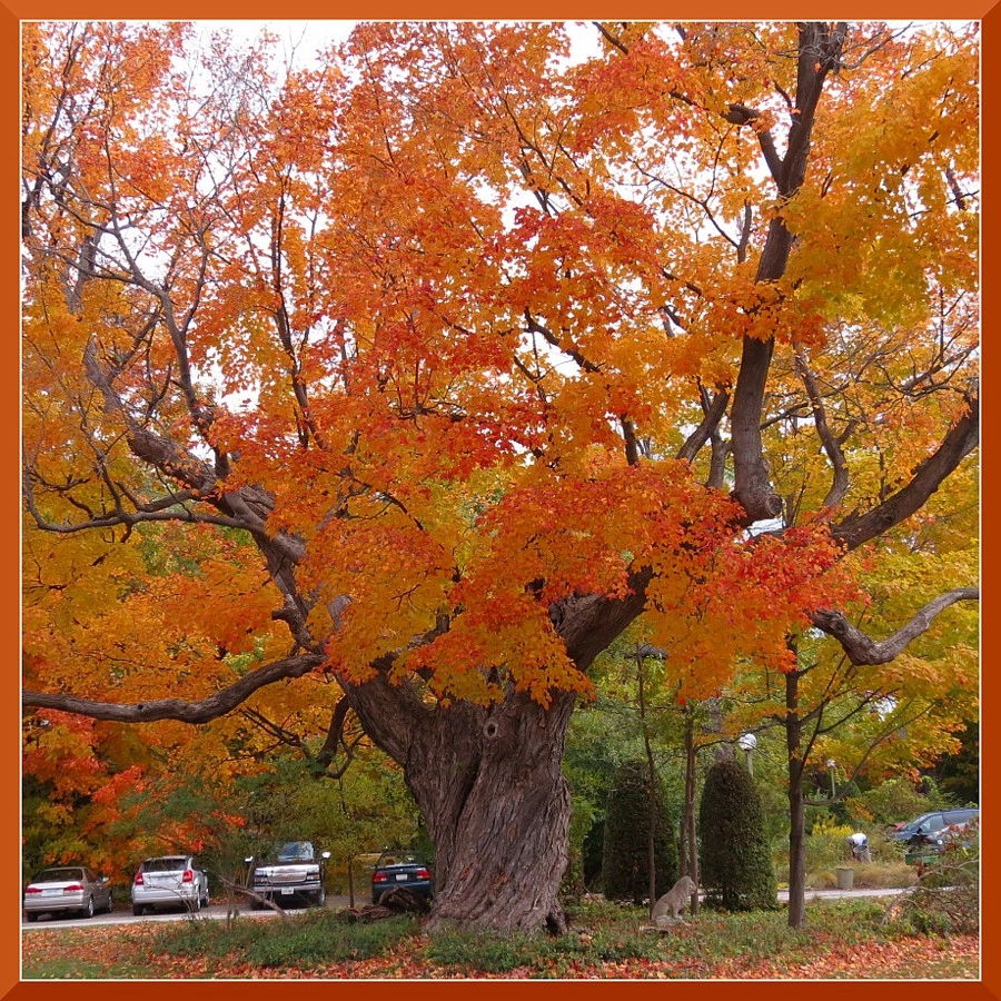 500 year old maple tree