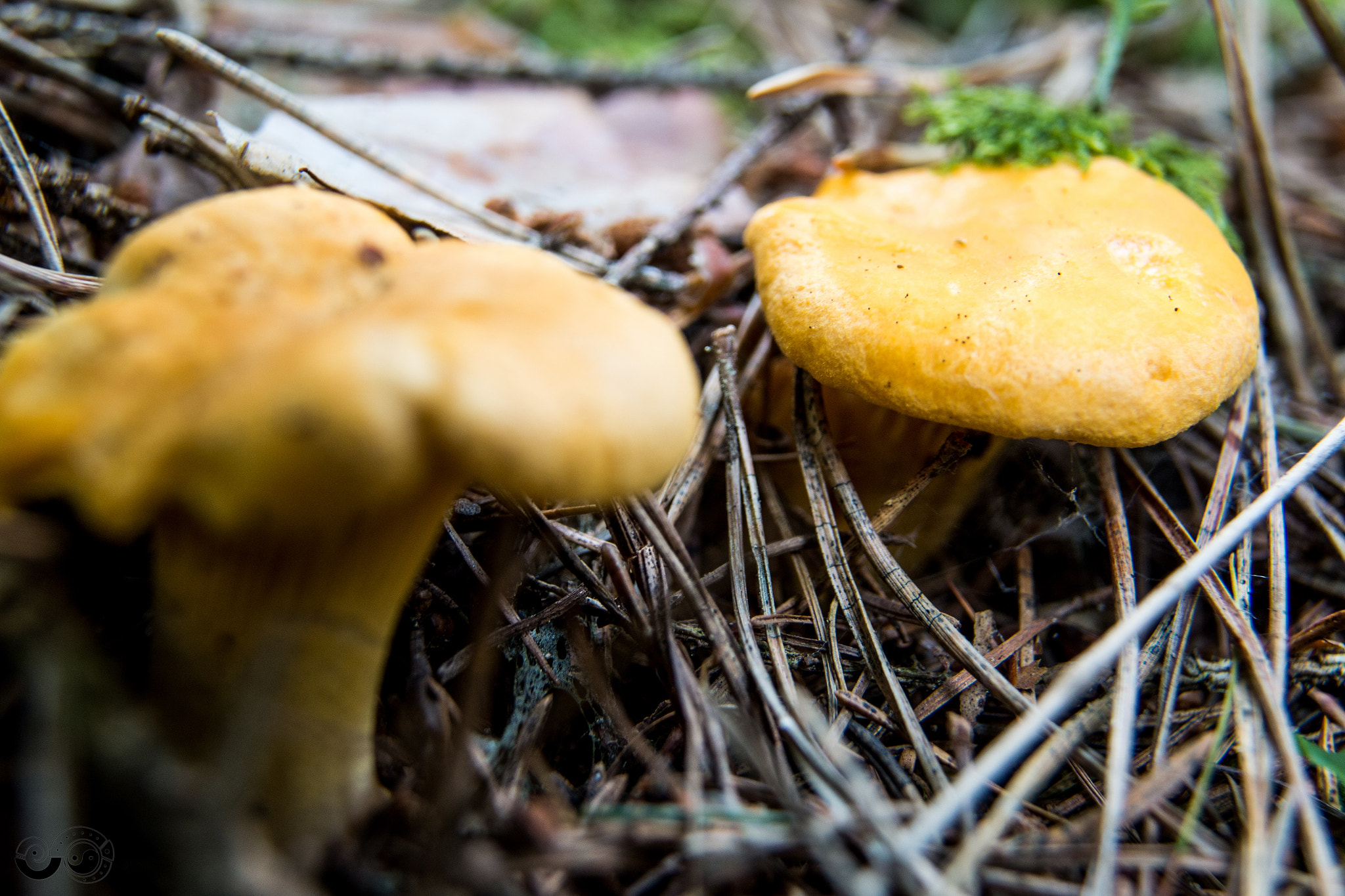 Canon EOS 70D sample photo. Chanterelle (pfifferling) photography