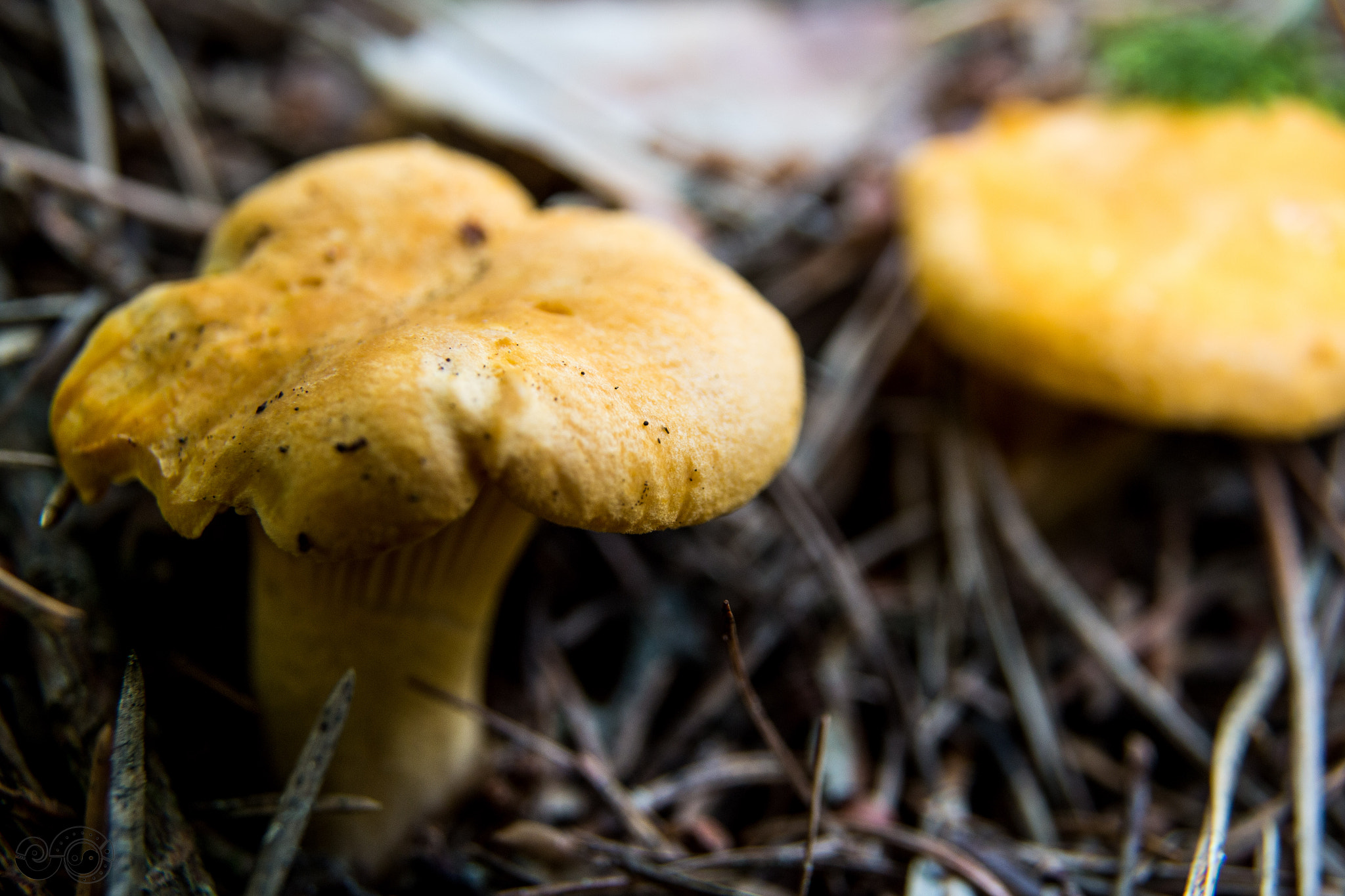 Canon EOS 70D sample photo. Chanterelle (pfifferling) photography