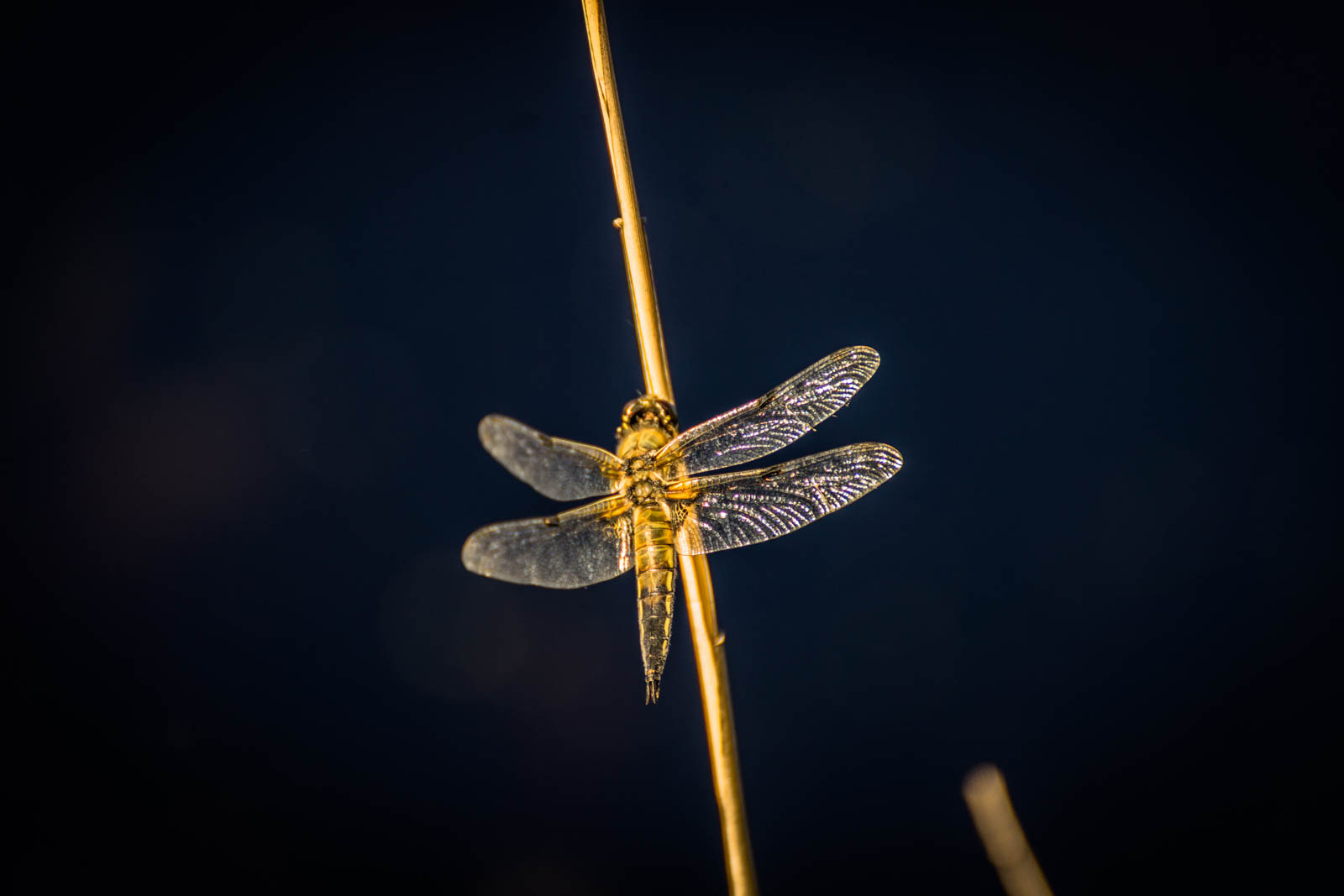 Sony a7 + Tamron SP 70-300mm F4-5.6 Di USD sample photo. Golden dragonfly  photography