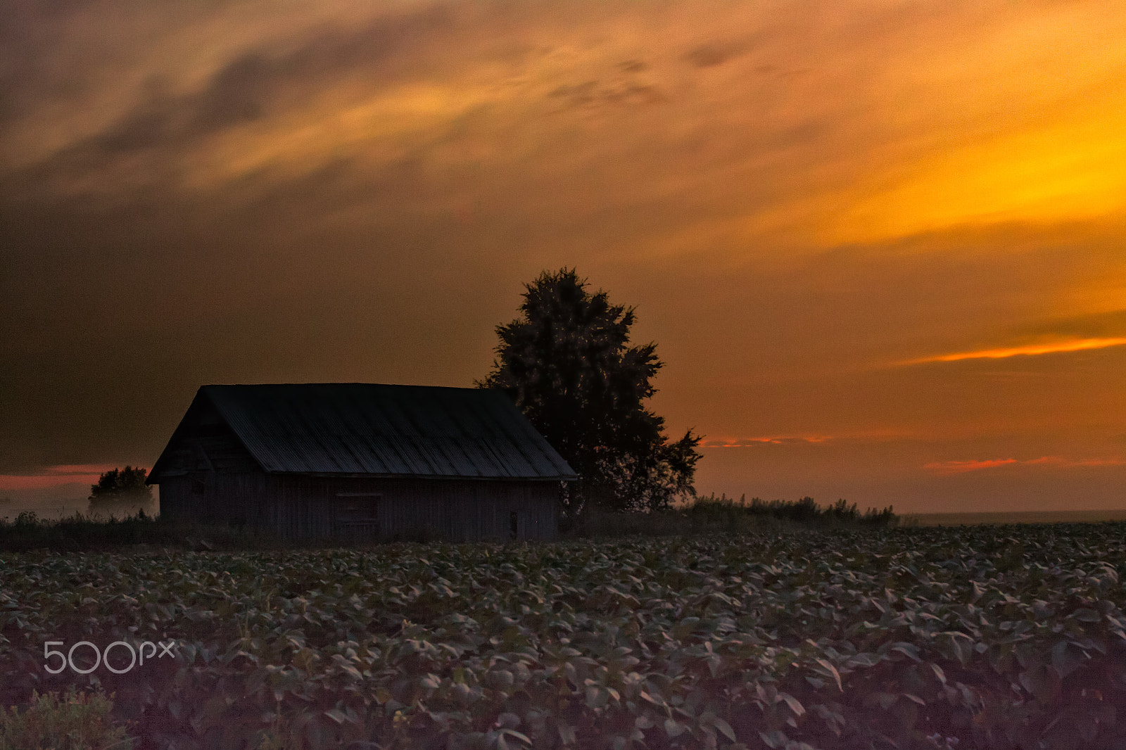 Canon EOS 50D + Canon EF 40mm F2.8 STM sample photo. Golden summer sunset photography