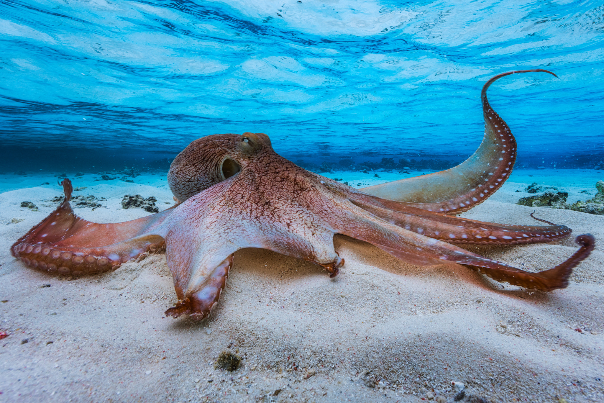 Canon EF 14mm F2.8L II USM sample photo. The octopus photography