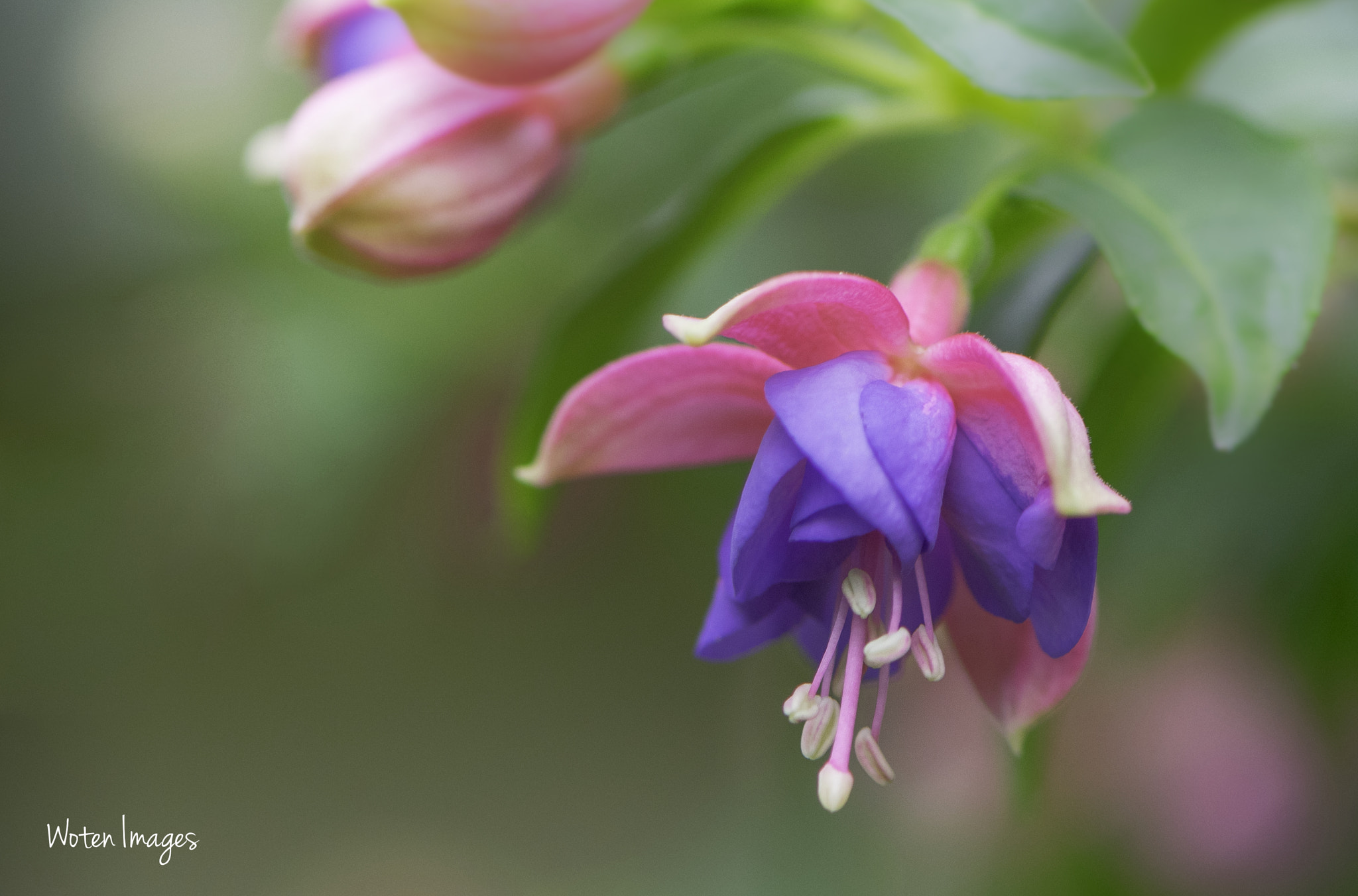 Nikon AF-S Micro-Nikkor 105mm F2.8G IF-ED VR sample photo. Fuschia photography
