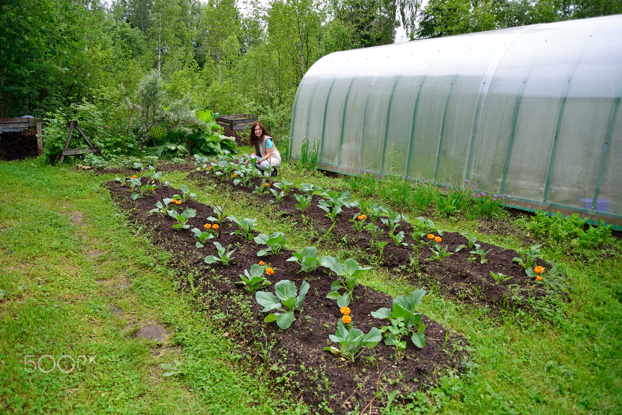 The girl with the green thumb loose soil on a bed of cabbage on