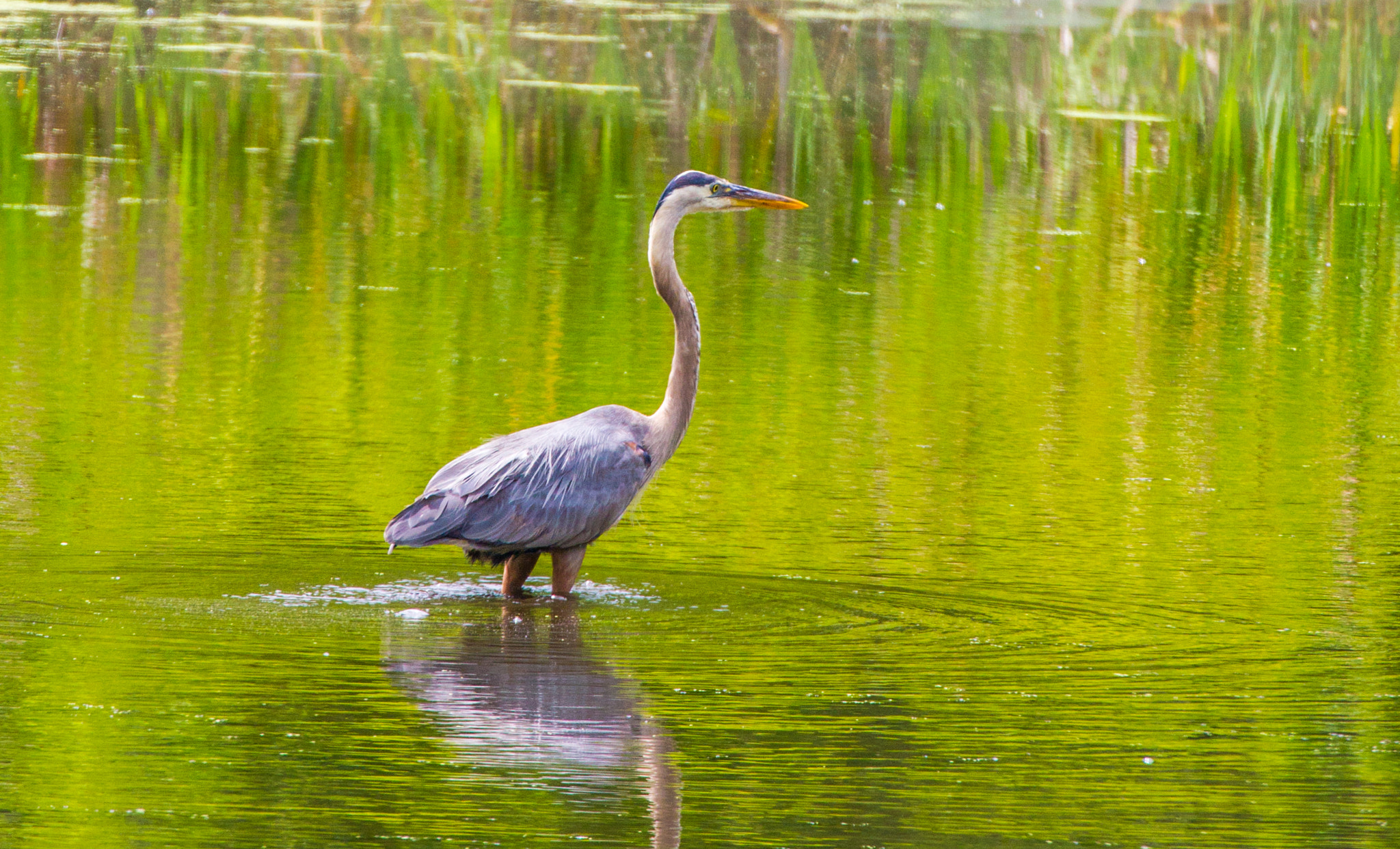 Canon EF 70-300mm F4-5.6L IS USM sample photo. Wading for a meal photography