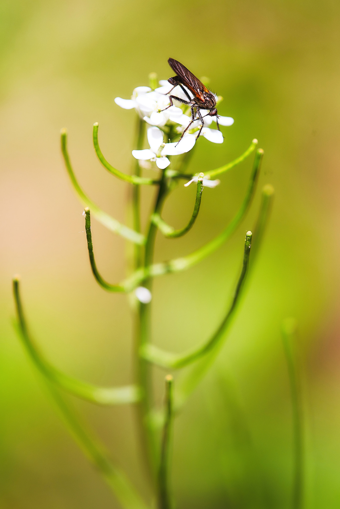 Sony a99 II sample photo. Insect photography