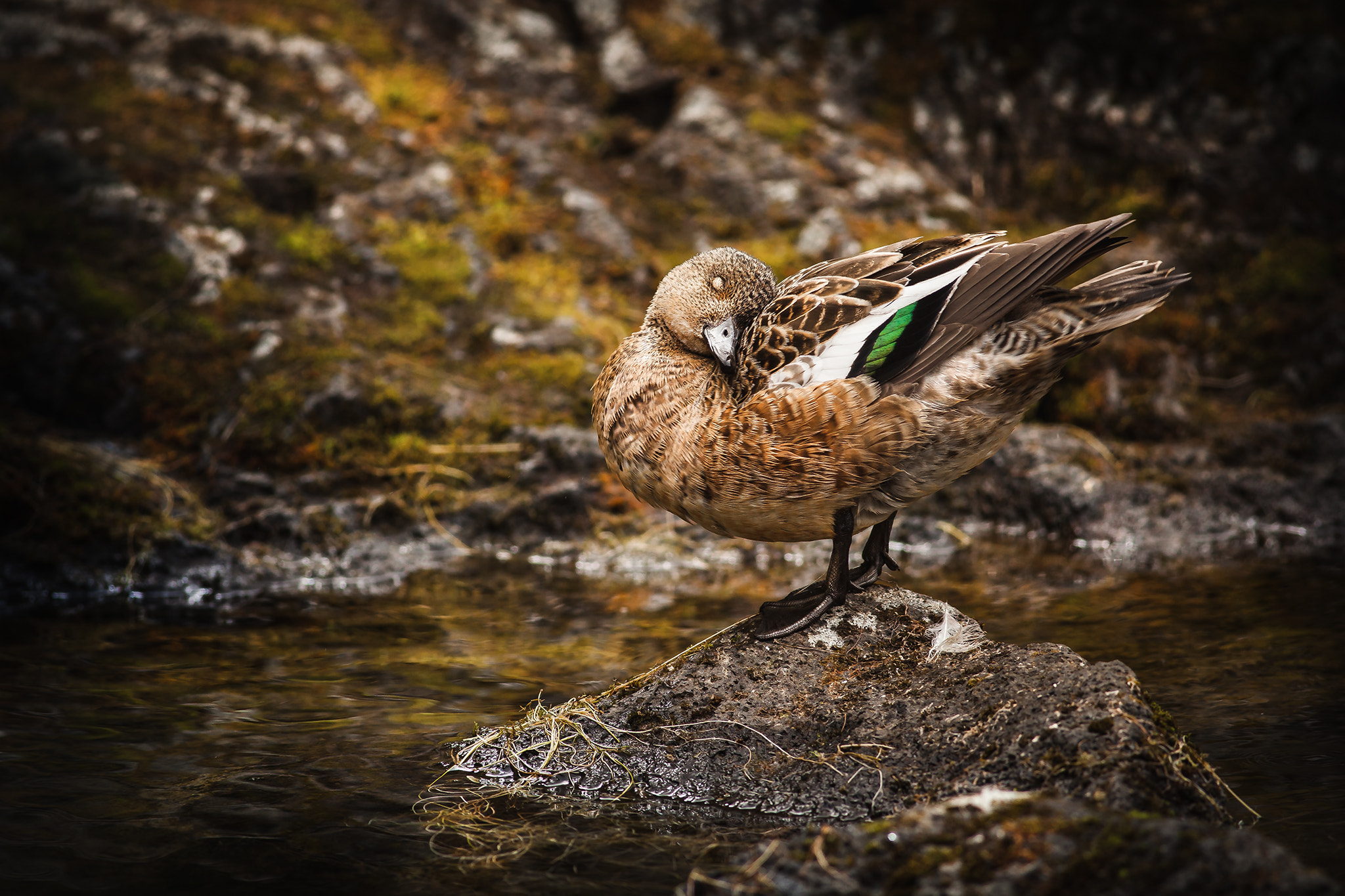 Canon EF 400mm F5.6L USM sample photo. Preparing to sleep photography