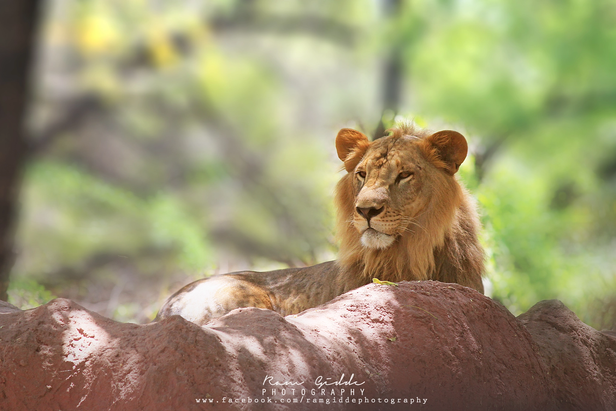 5.6 IS II sample photo. Simba ♥ photography