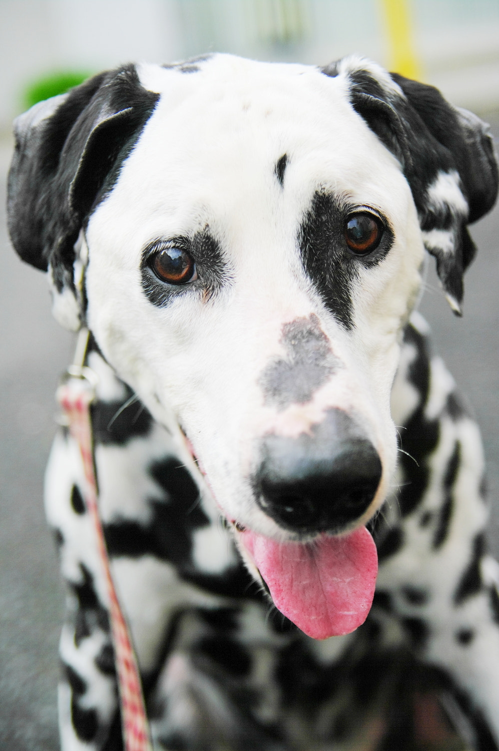 Pentax K20D sample photo. Dalmatian photography