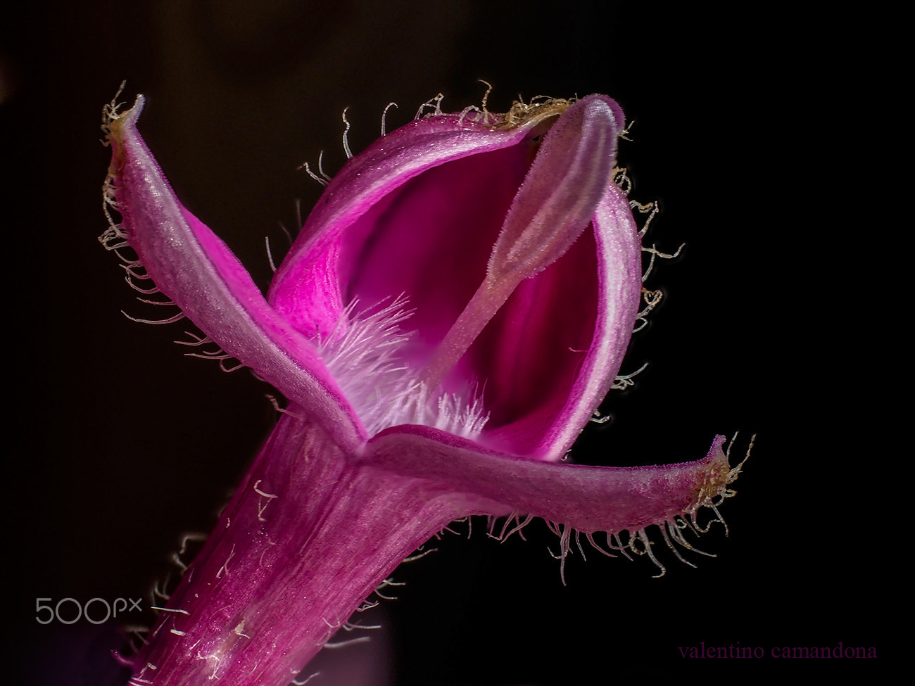 Olympus M.Zuiko Digital ED 60mm F2.8 Macro sample photo. Pentas -  blossoming bud photography