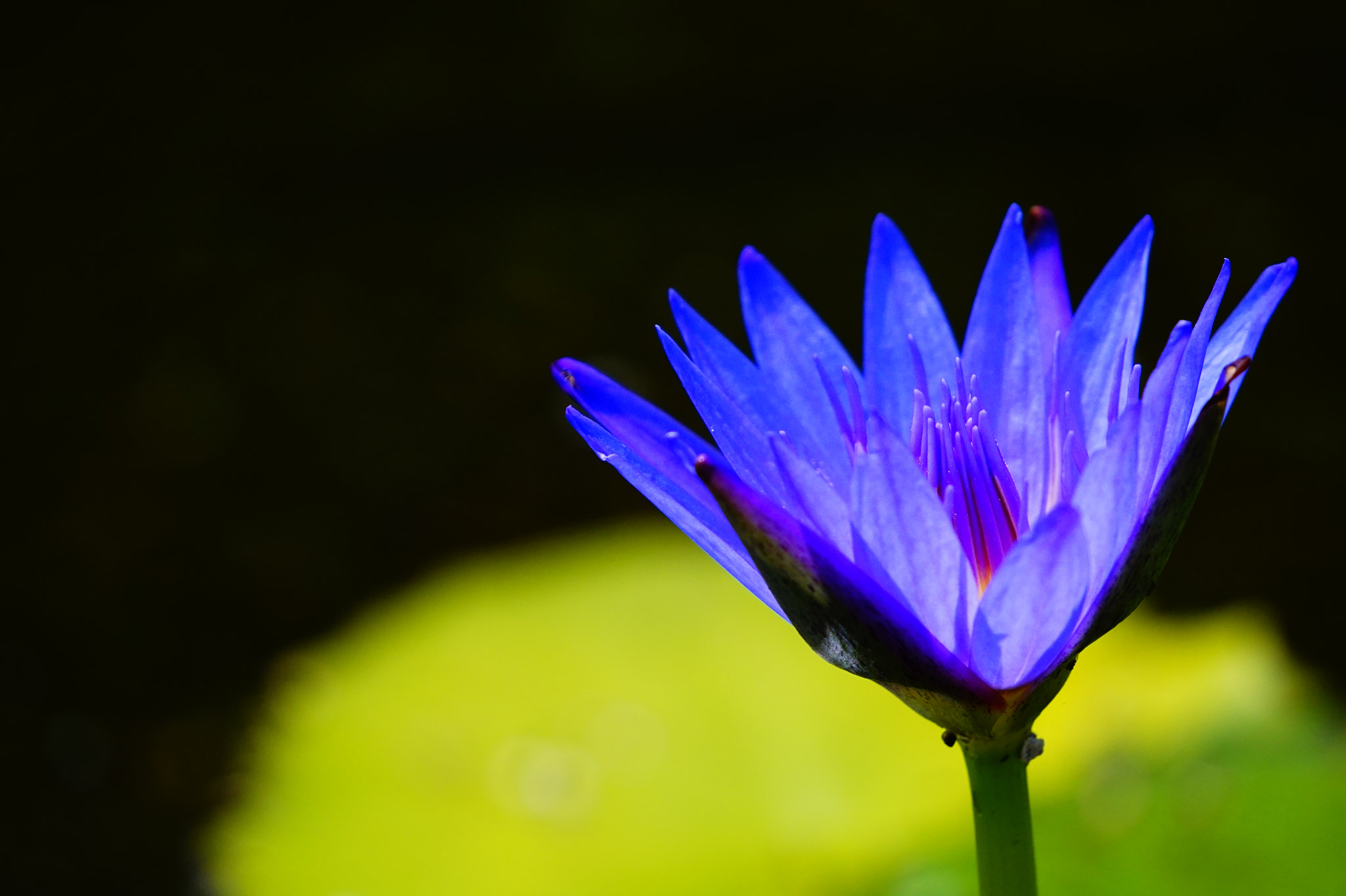 Sony E 55-210mm F4.5-6.3 OSS sample photo. 睡蓮。 photography