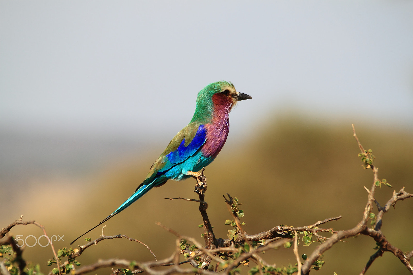 Canon EOS 500D (EOS Rebel T1i / EOS Kiss X3) sample photo. Lilac breasted roller photography