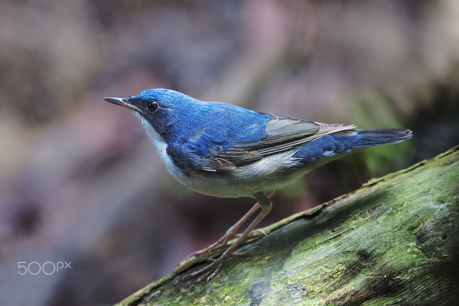 Nikon AF-S Nikkor 400mm F2.8G ED VR II sample photo. Siberian blue robin photography