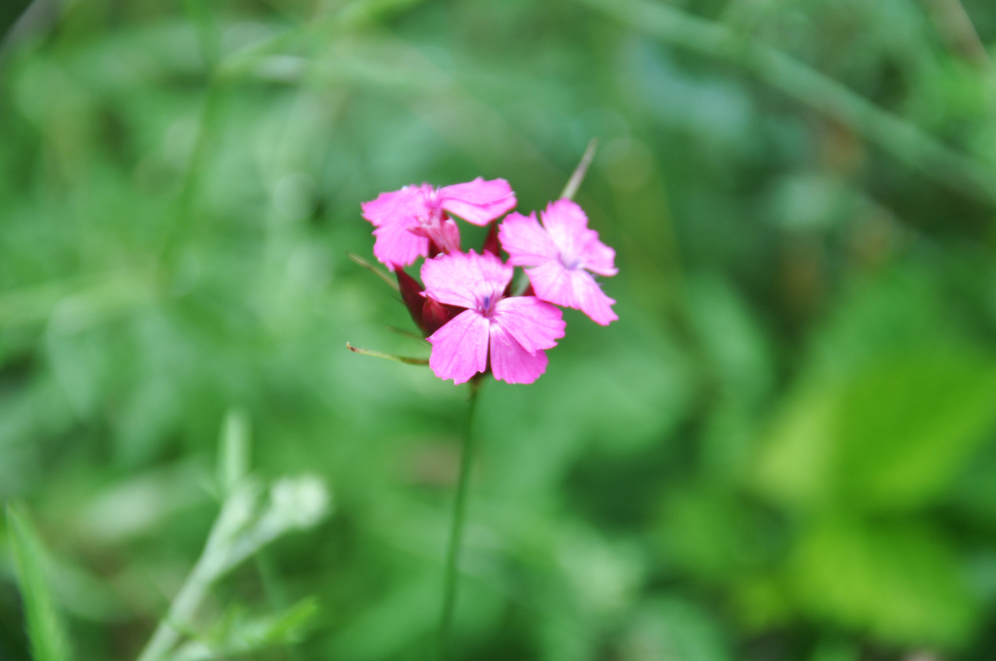 Nikon D90 + Sigma 18-125mm F3.8-5.6 DC OS HSM sample photo