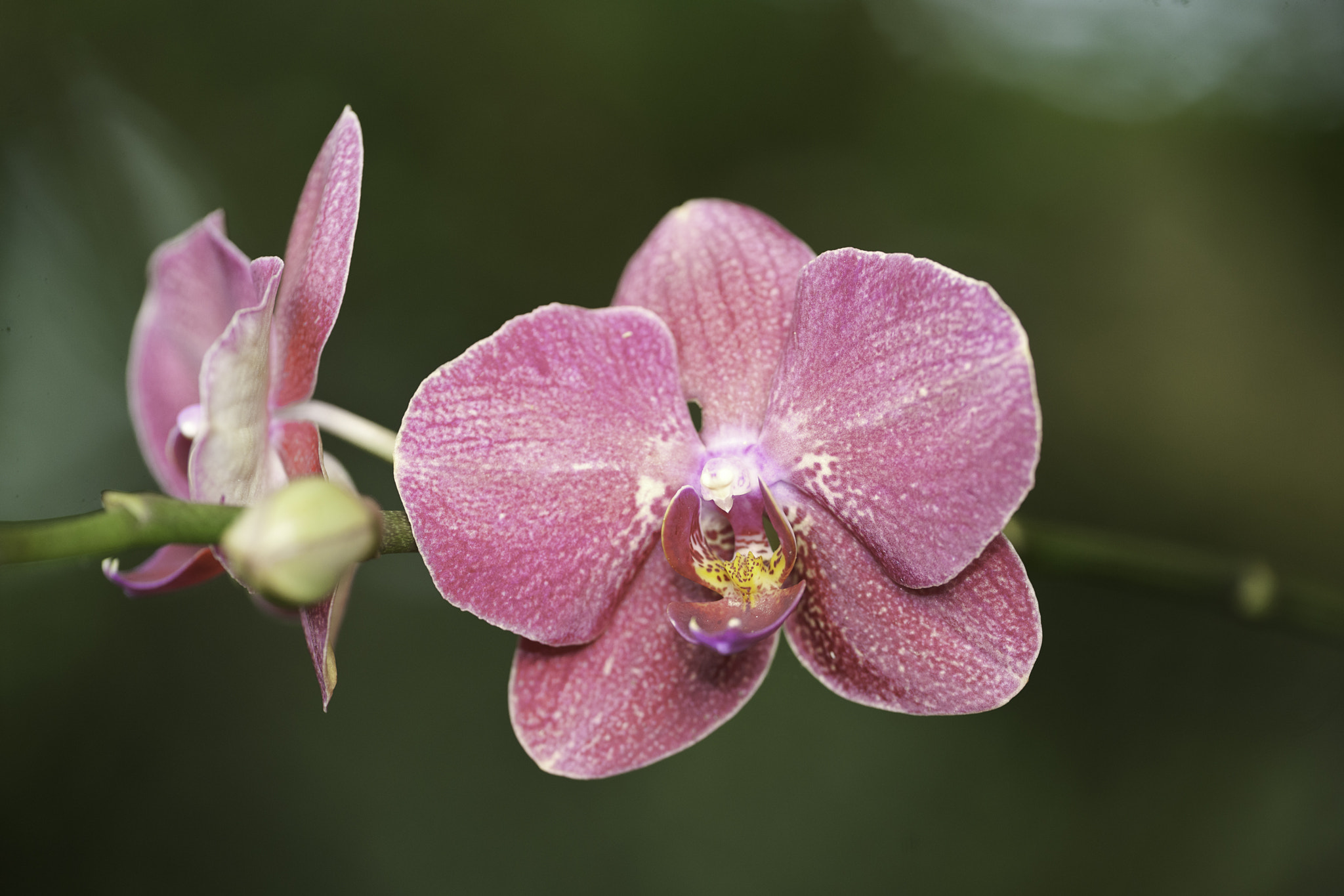 Nikon D3X + Nikon AF-S DX Nikkor 18-55mm F3.5-5.6G II sample photo. The world traveler garden orchid in new home photography