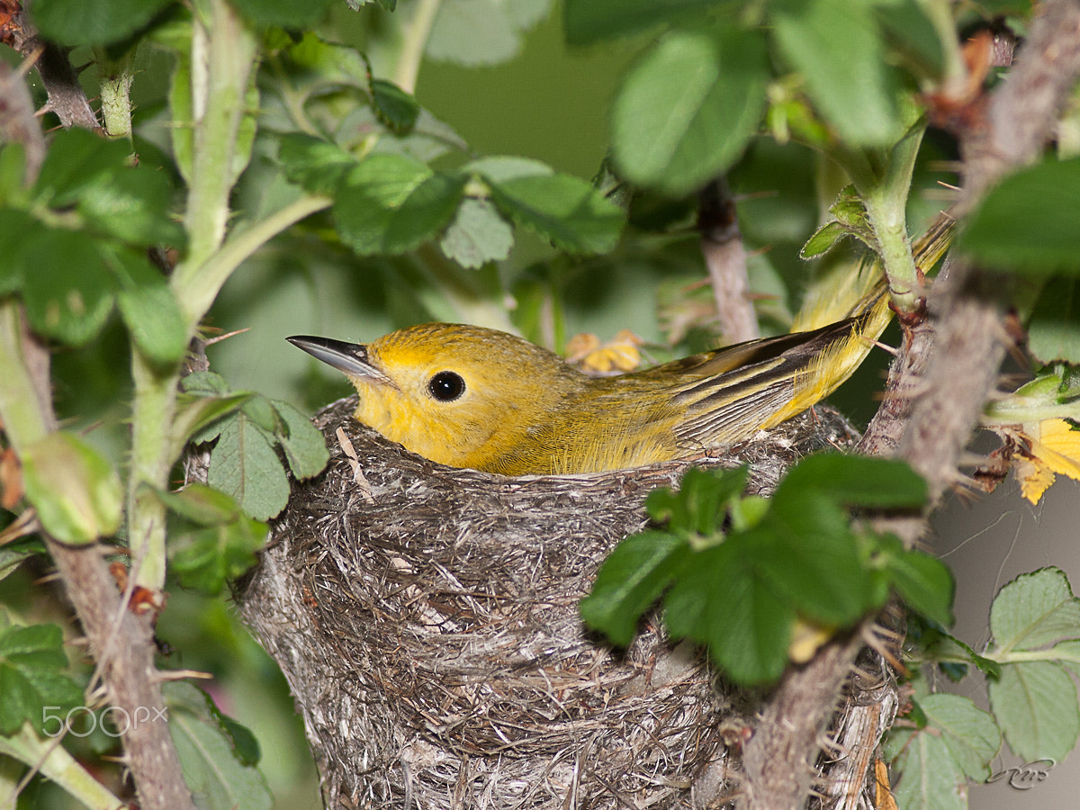 Canon EOS 40D sample photo. Yellow warbler at nest photography