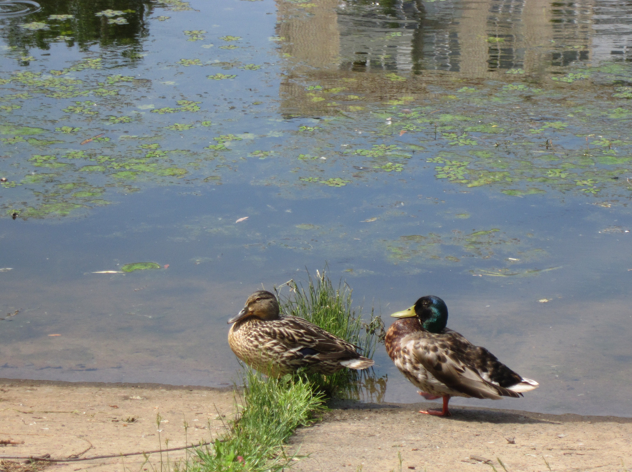 Canon PowerShot A3200 IS sample photo. Ducks in the city photography