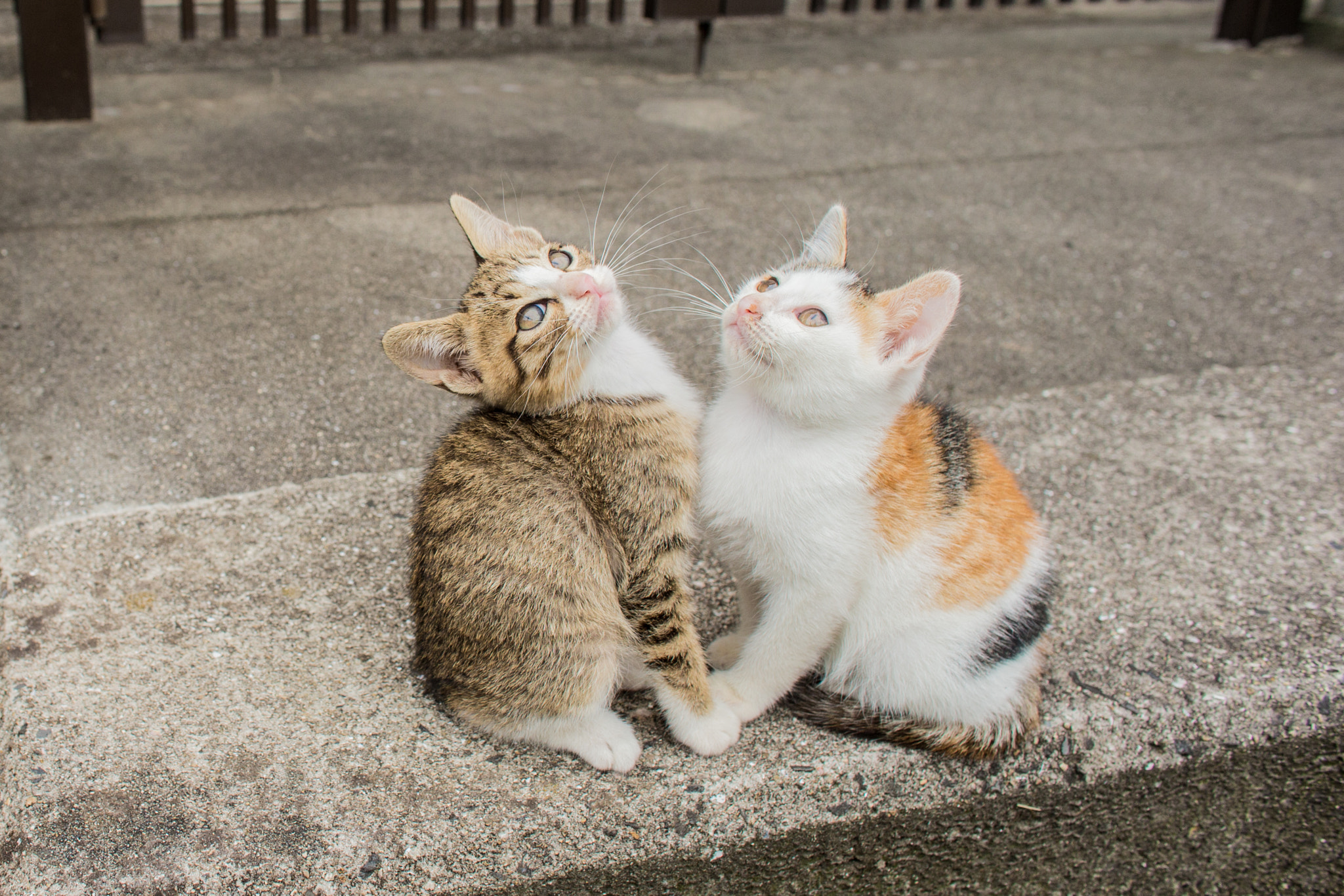 Canon EF 24mm f/1.4L sample photo. They are good friends. photography