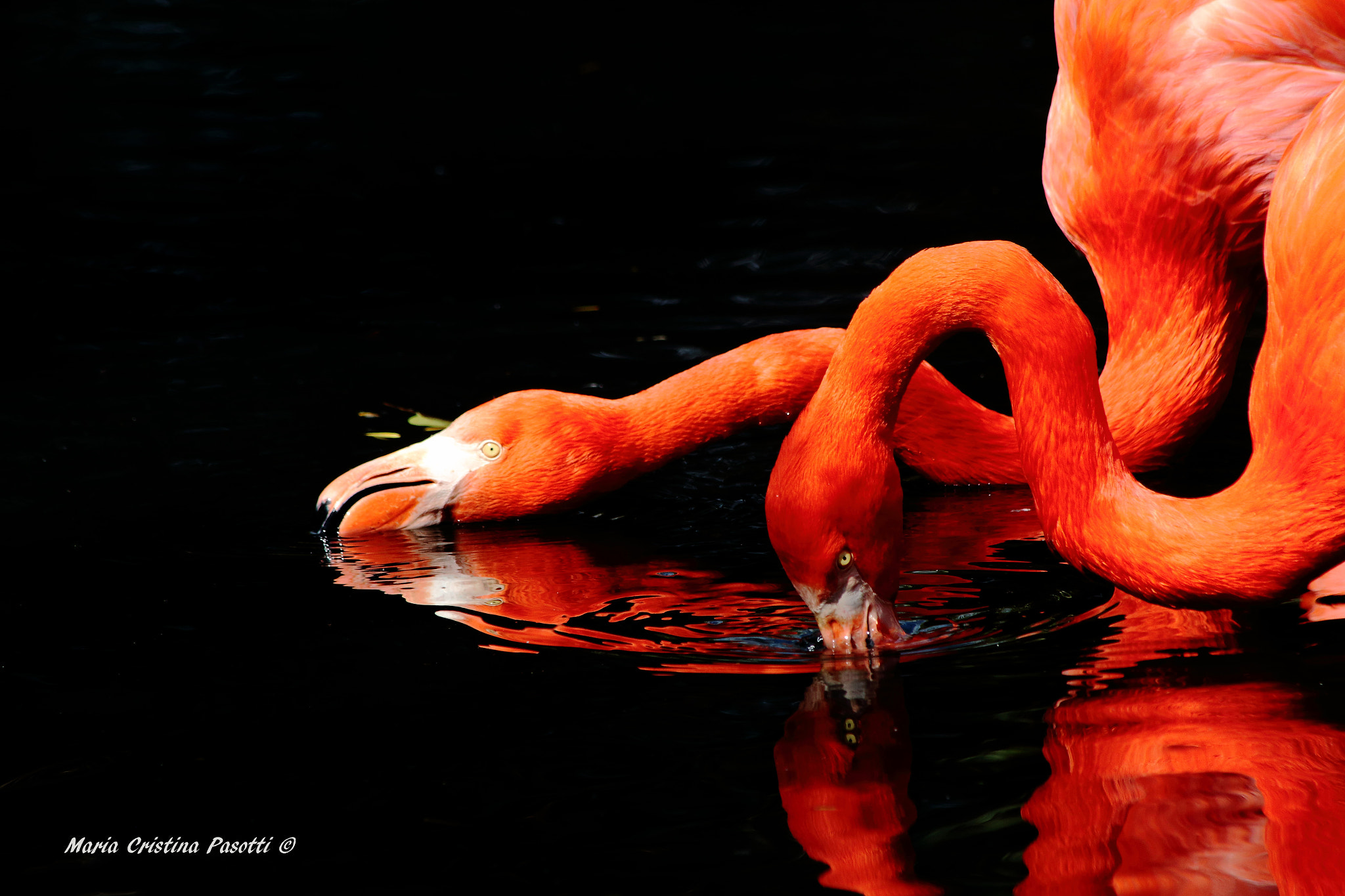Canon EF 70-300mm F4-5.6 IS USM sample photo. Flamingos photography
