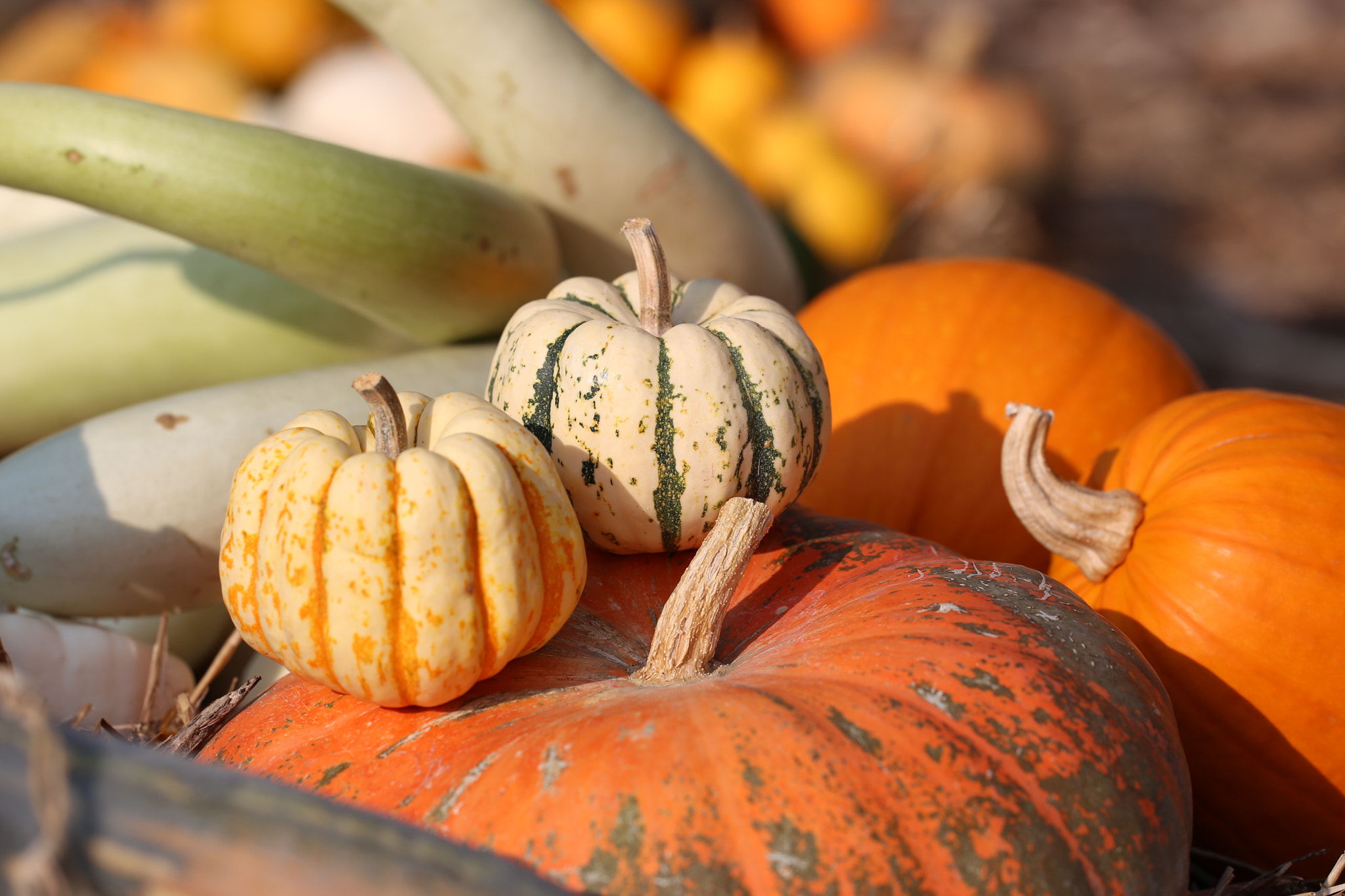 Sigma 150mm f/2.8 EX DG OS HSM APO Macro sample photo. Pumpkins - img_0014.jpg photography