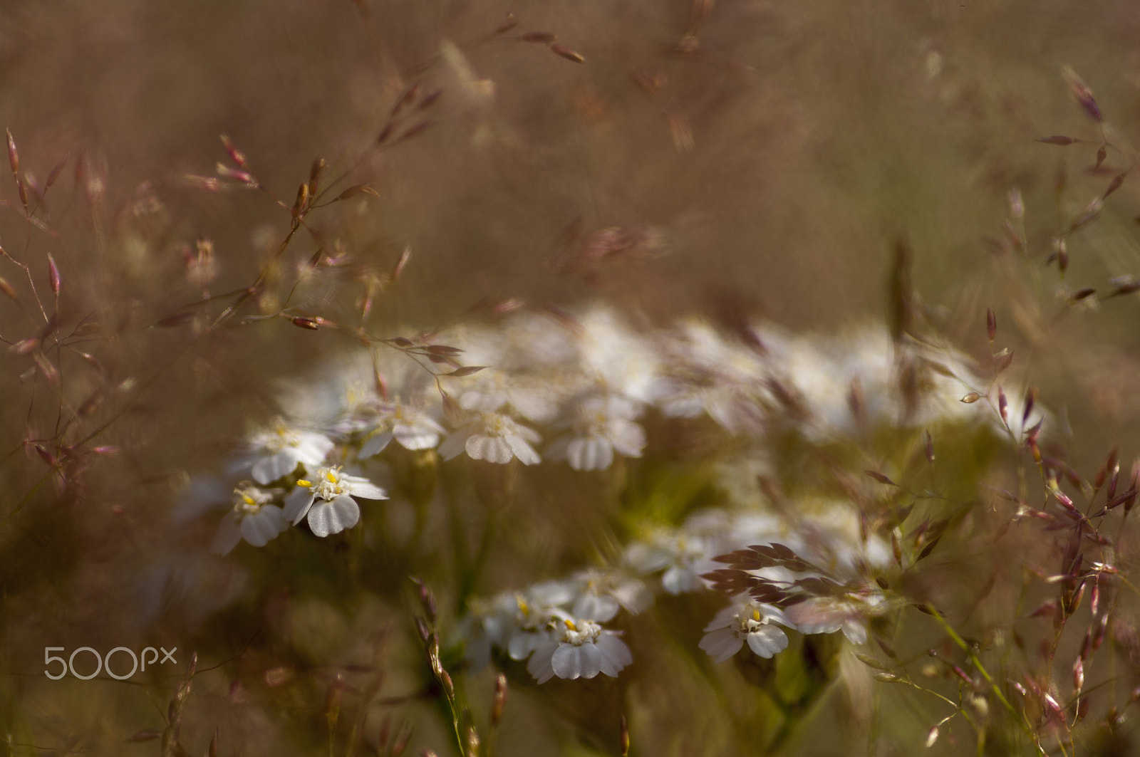 Pentax K20D + Pentax smc D-FA 100mm F2.8 macro sample photo. Meadow... photography