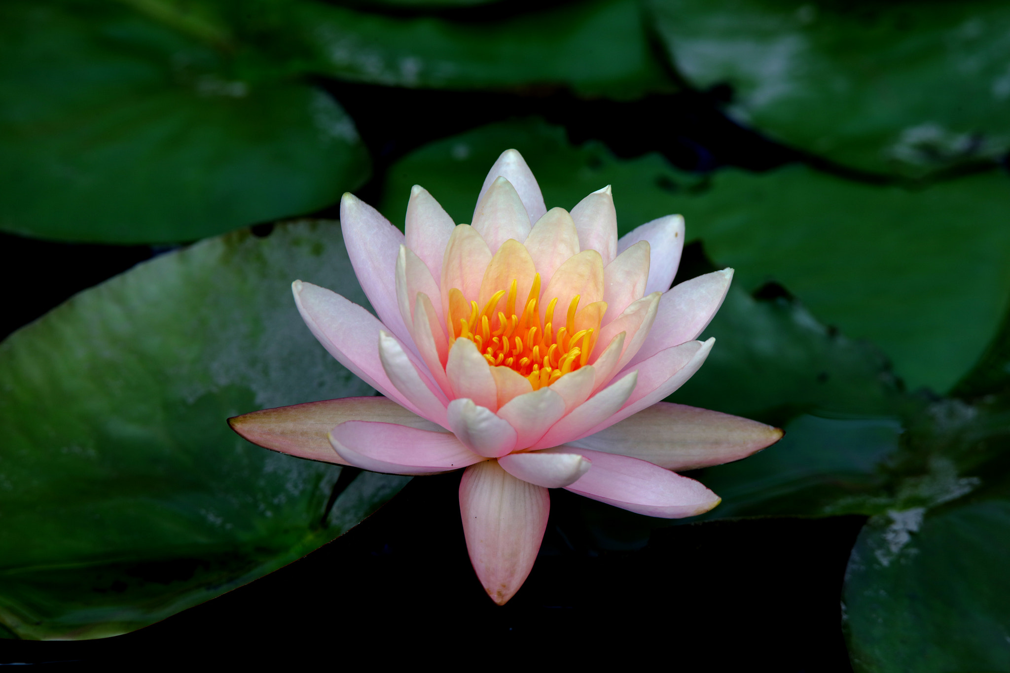 Tamron SP 150-600mm F5-6.3 Di VC USD sample photo. Waterlily photography