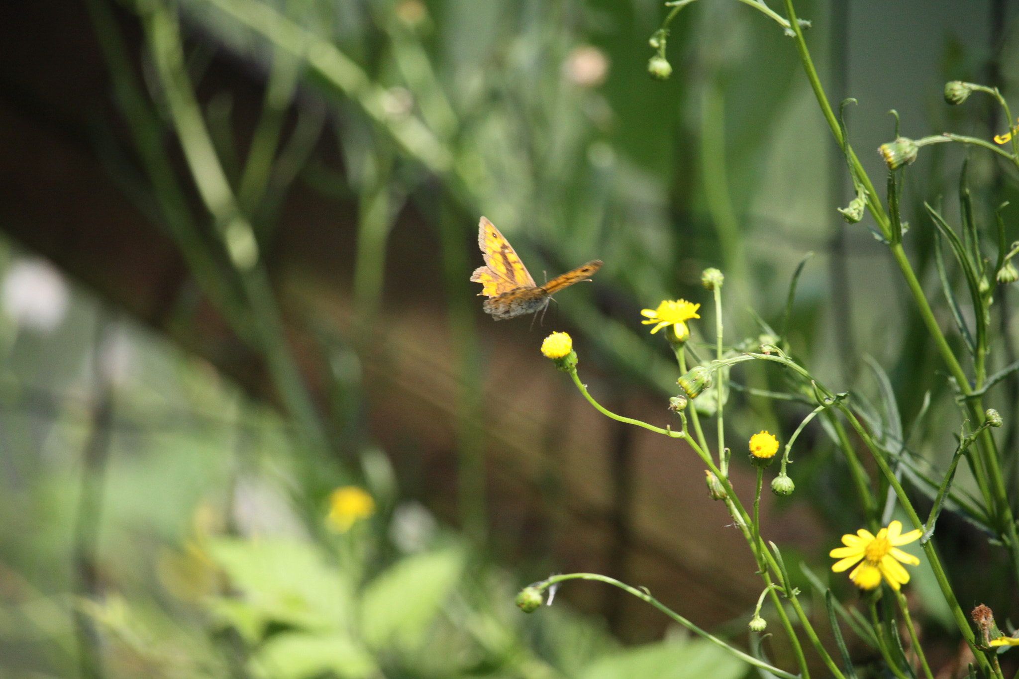 Canon EF-S 55-250mm F4-5.6 IS STM sample photo