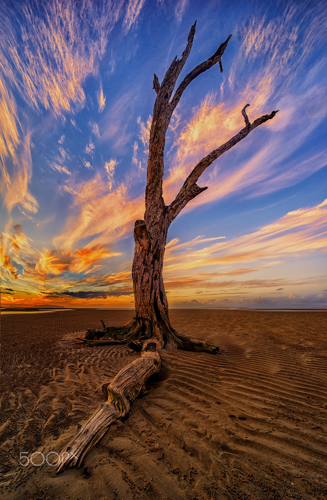 E 10mm F5.6 sample photo. Deep rooted photography