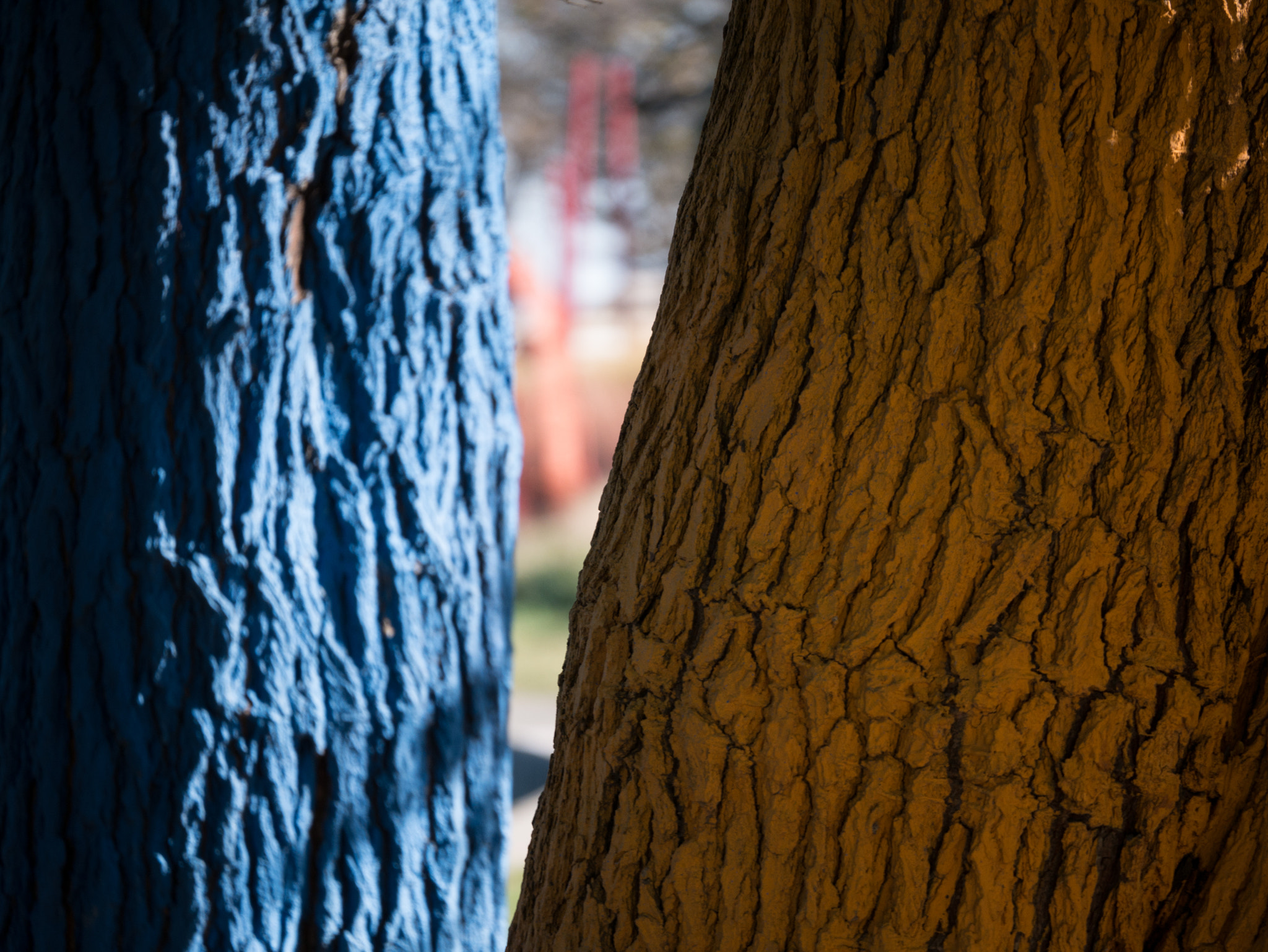 LUMIX G VARIO 45-150/F4.0-5.6 sample photo. Colored tree, chicago photography