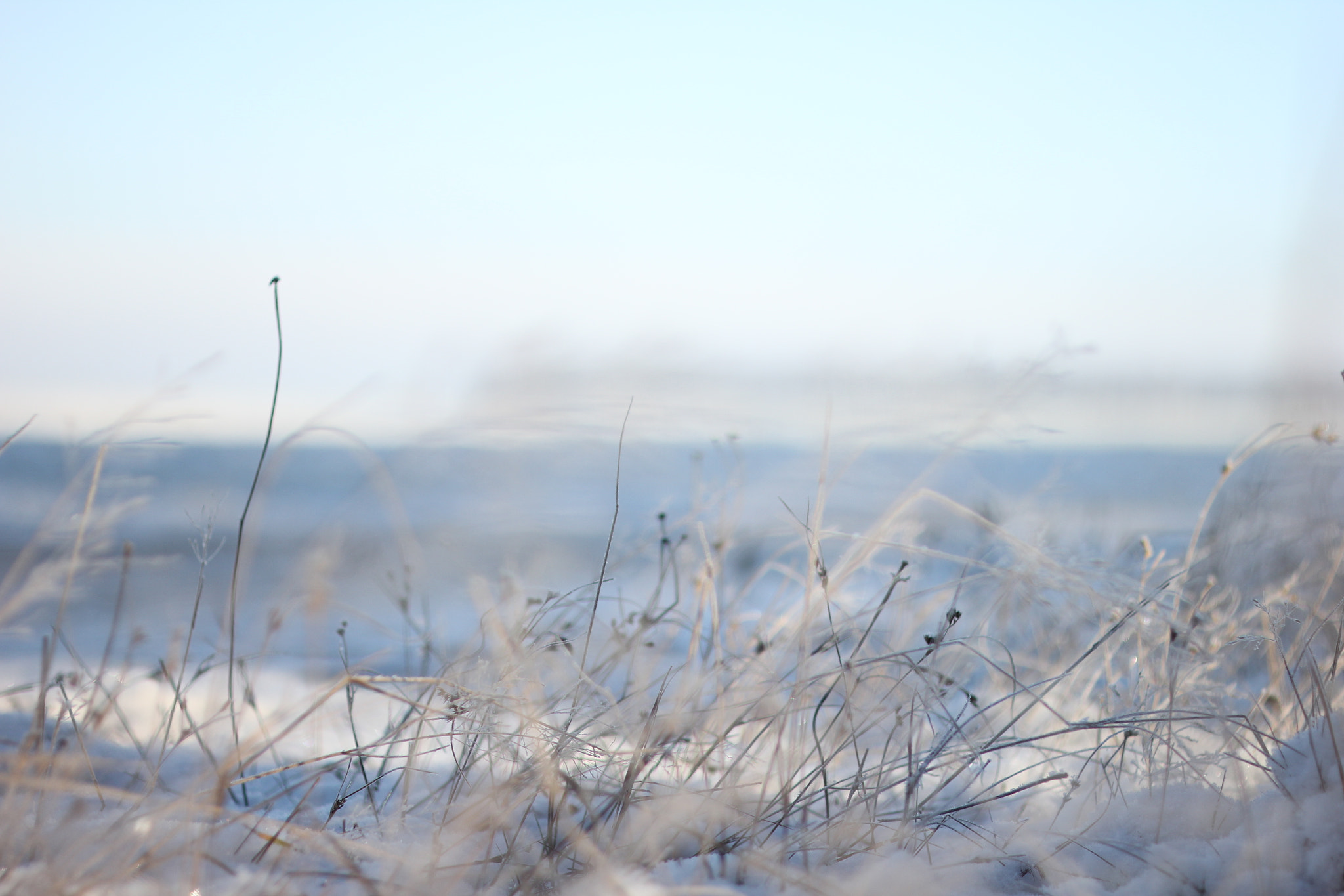 ZEISS Makro-Planar T* 50mm F2 sample photo