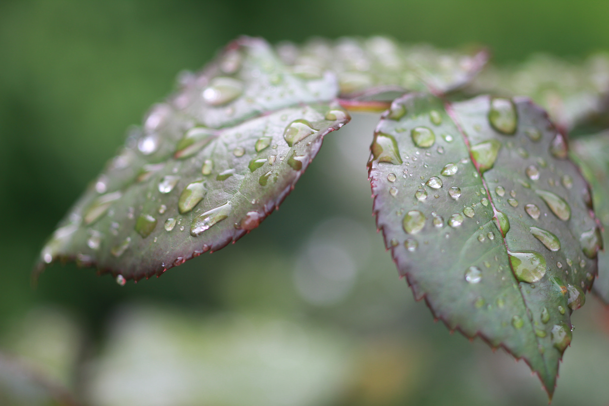 ZEISS Makro-Planar T* 50mm F2 sample photo