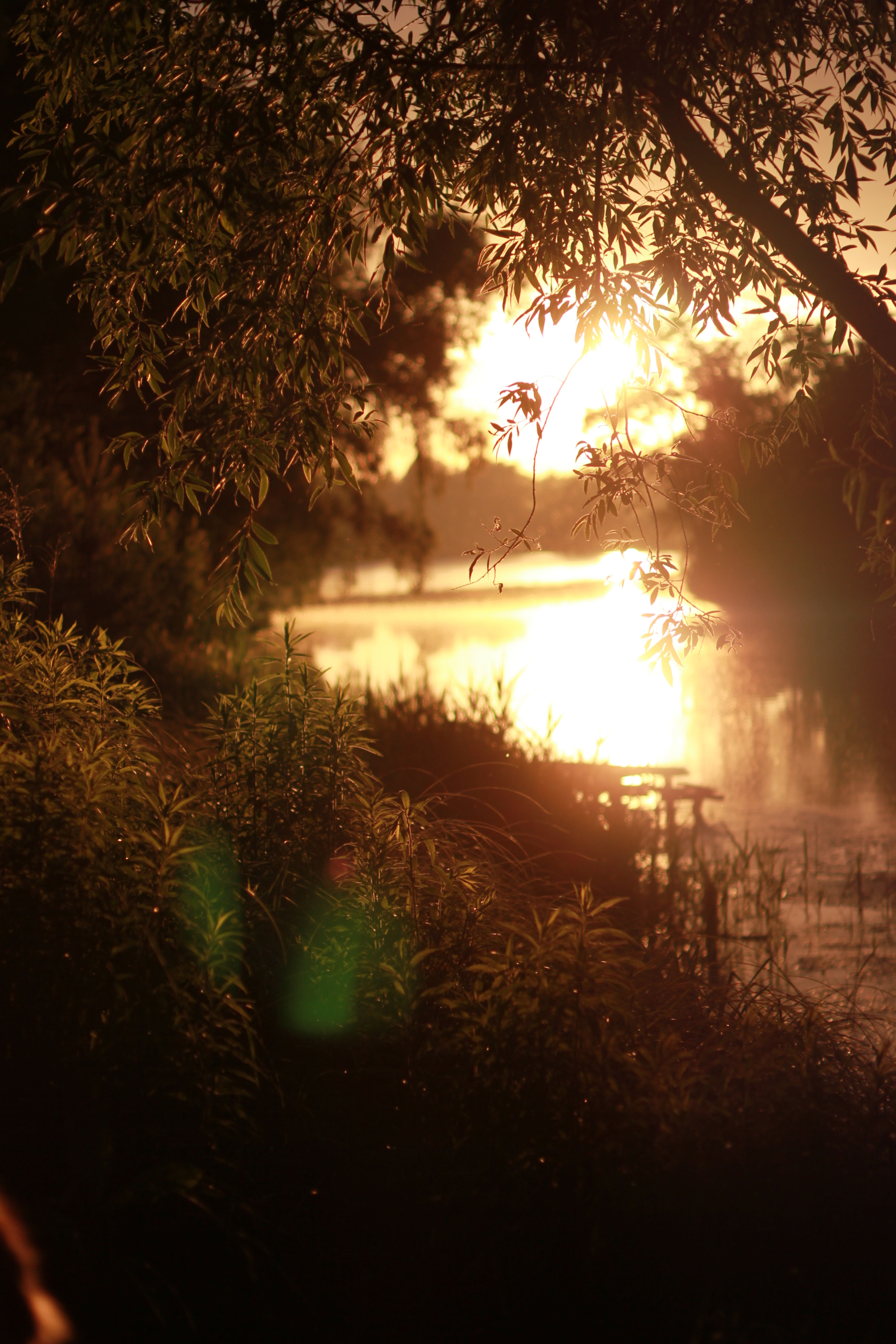 ZEISS Makro-Planar T* 50mm F2 sample photo