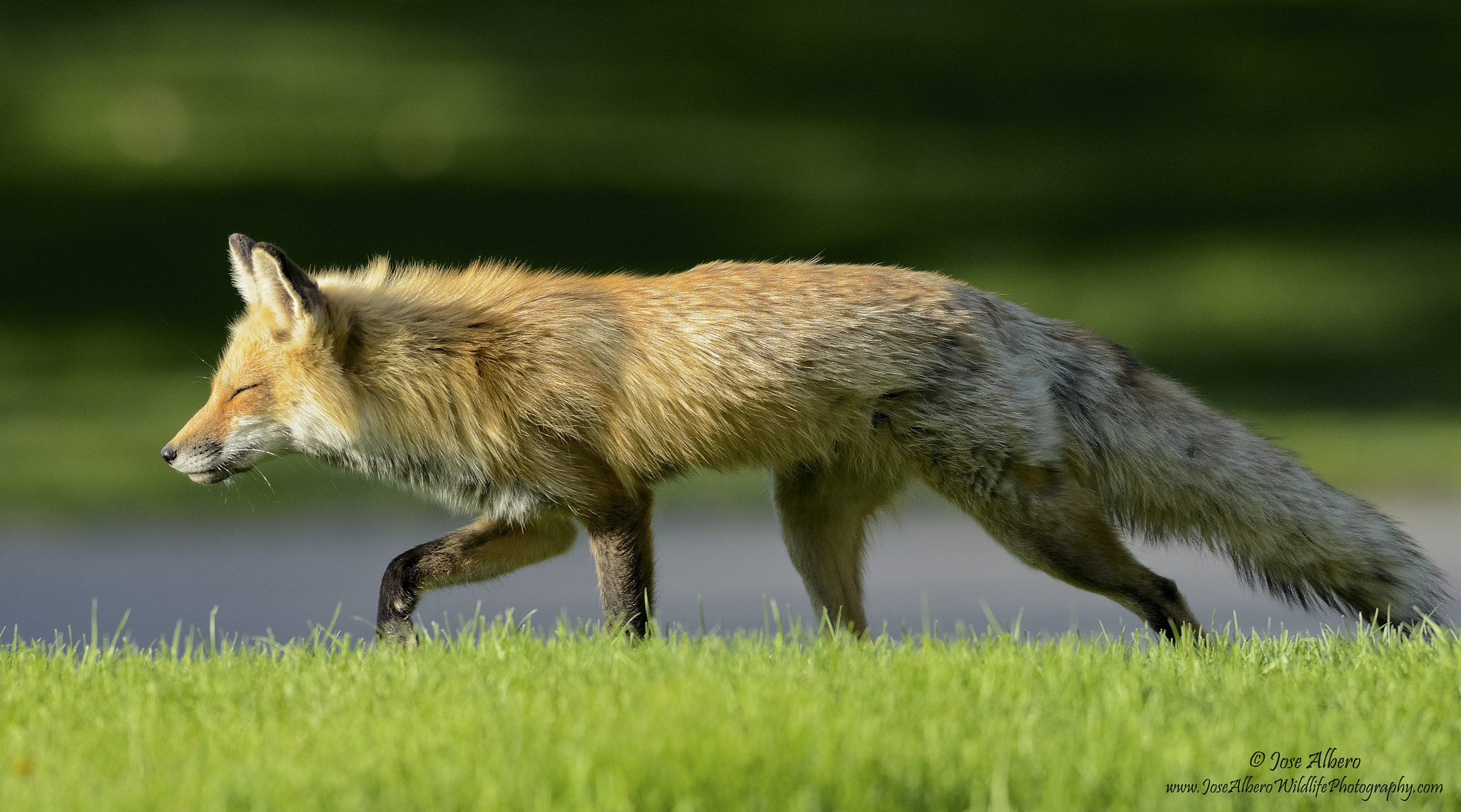Nikon AF-S Nikkor 500mm F4D ED-IF II sample photo. Sleep walking photography