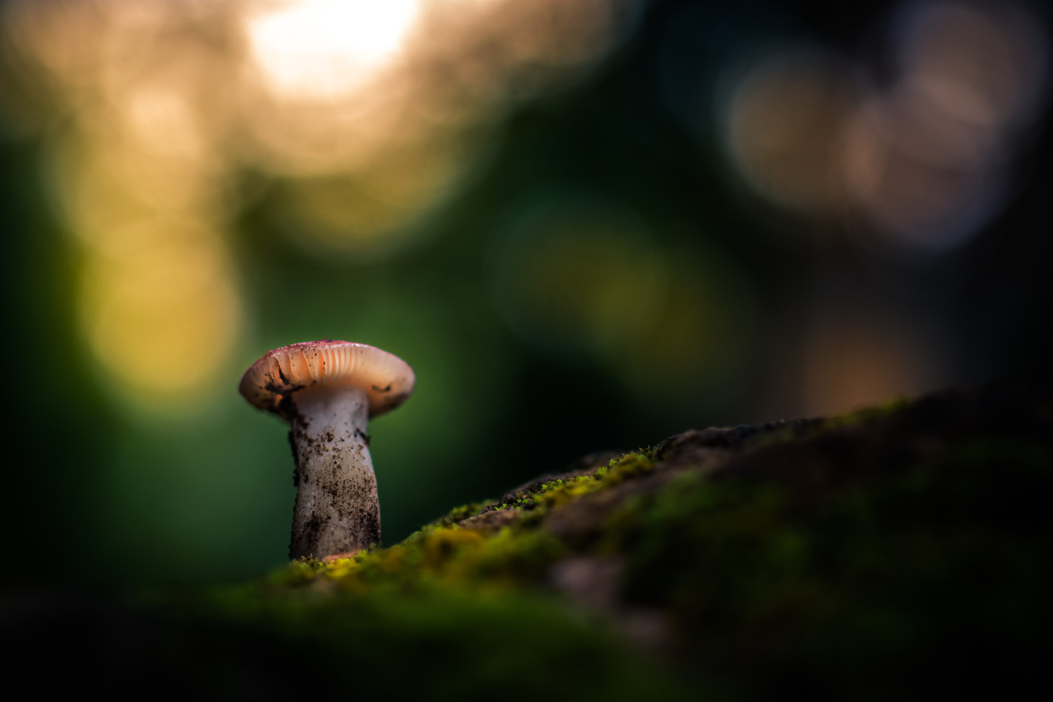 Nikon D5200 + Sigma 50mm F2.8 EX DG Macro sample photo. Beauty in forest photography