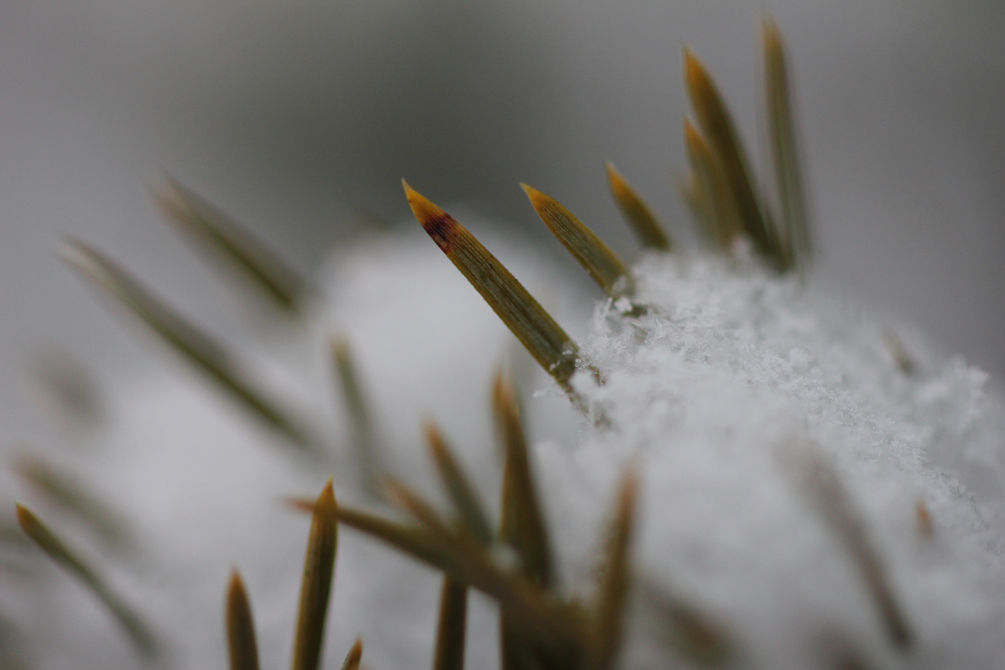 ZEISS Makro-Planar T* 50mm F2 sample photo