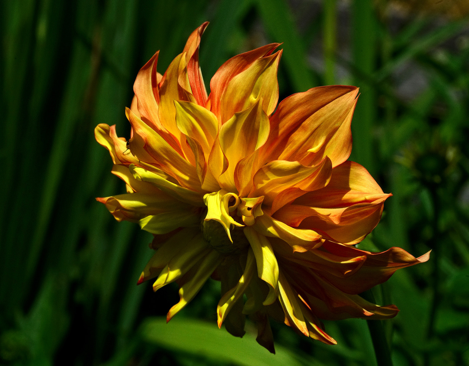 100mm F2.8 SSM sample photo. Aw photography